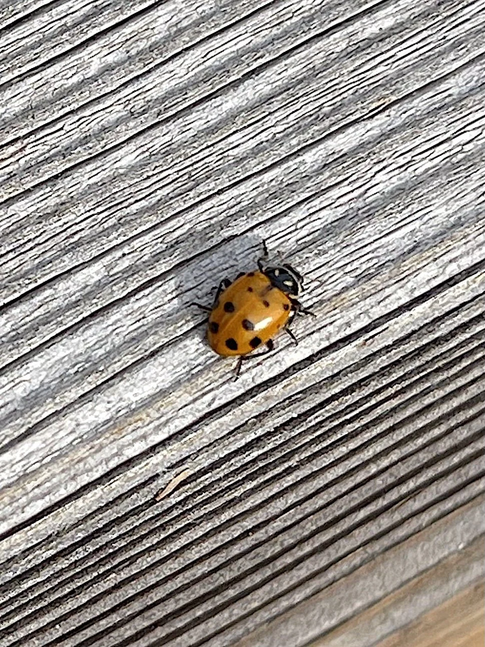 Harvest-Ladybug.jpg