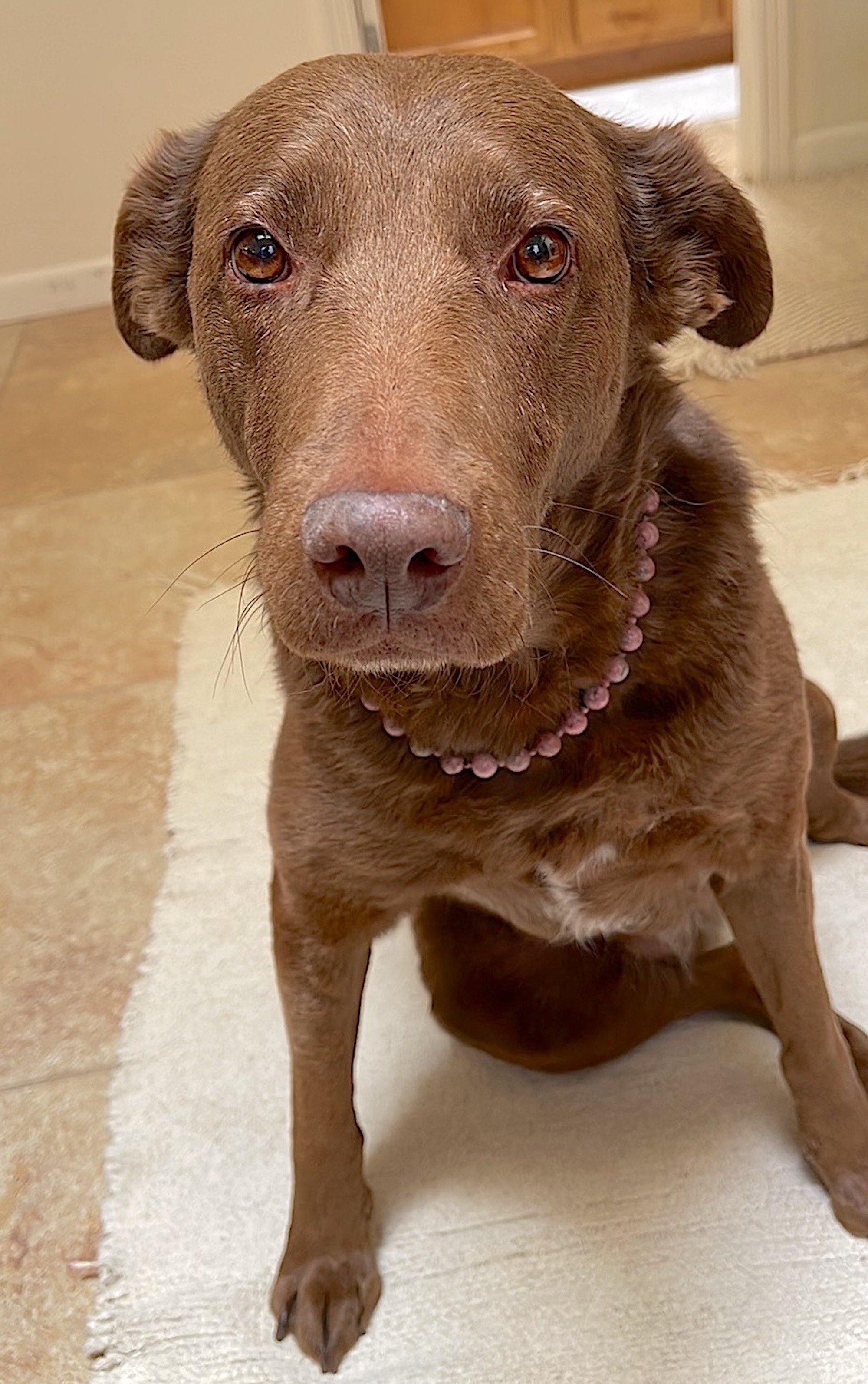 Lovey modeling Lovey.JPG