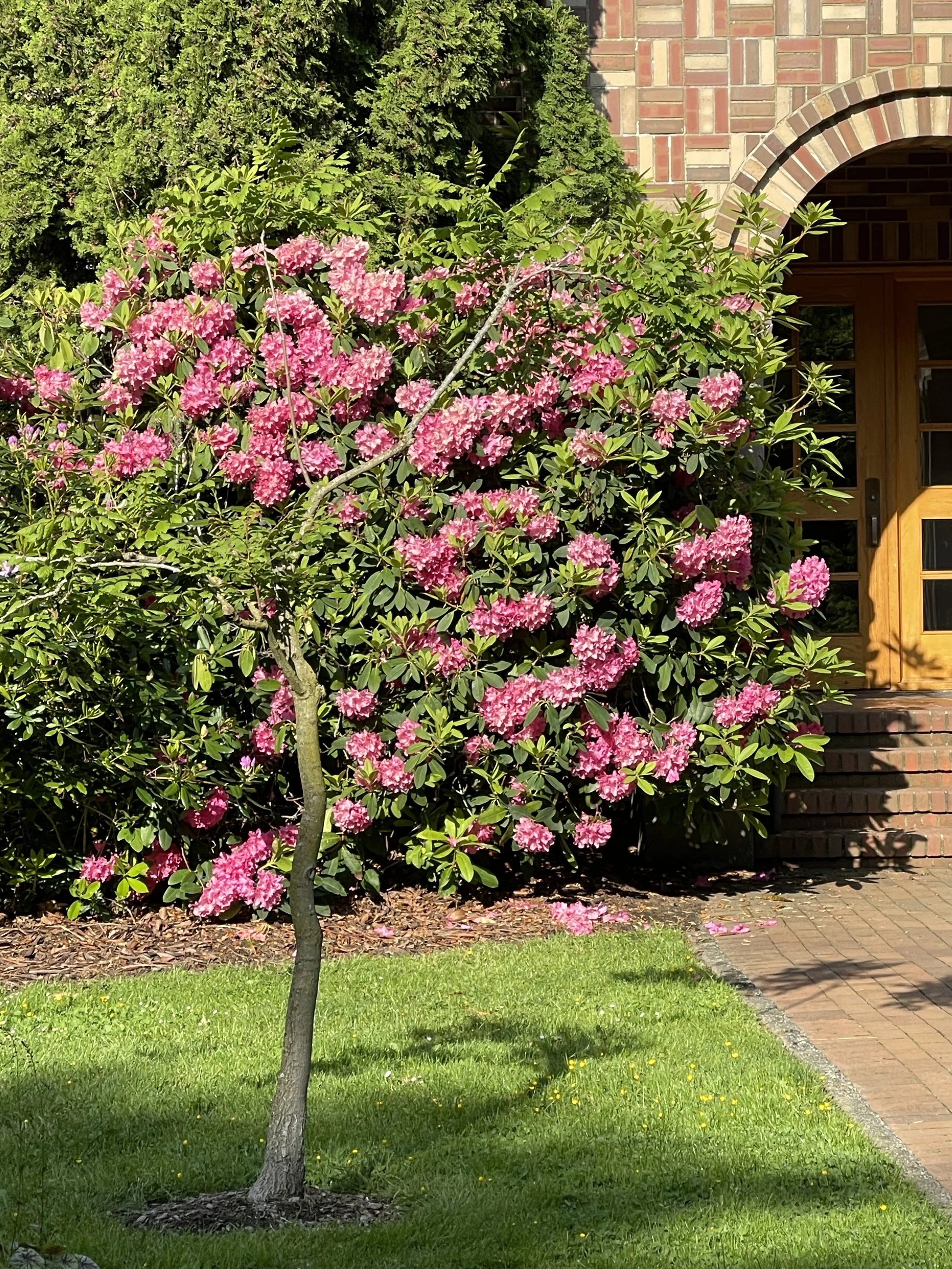 WWU Rhododendron.jpg