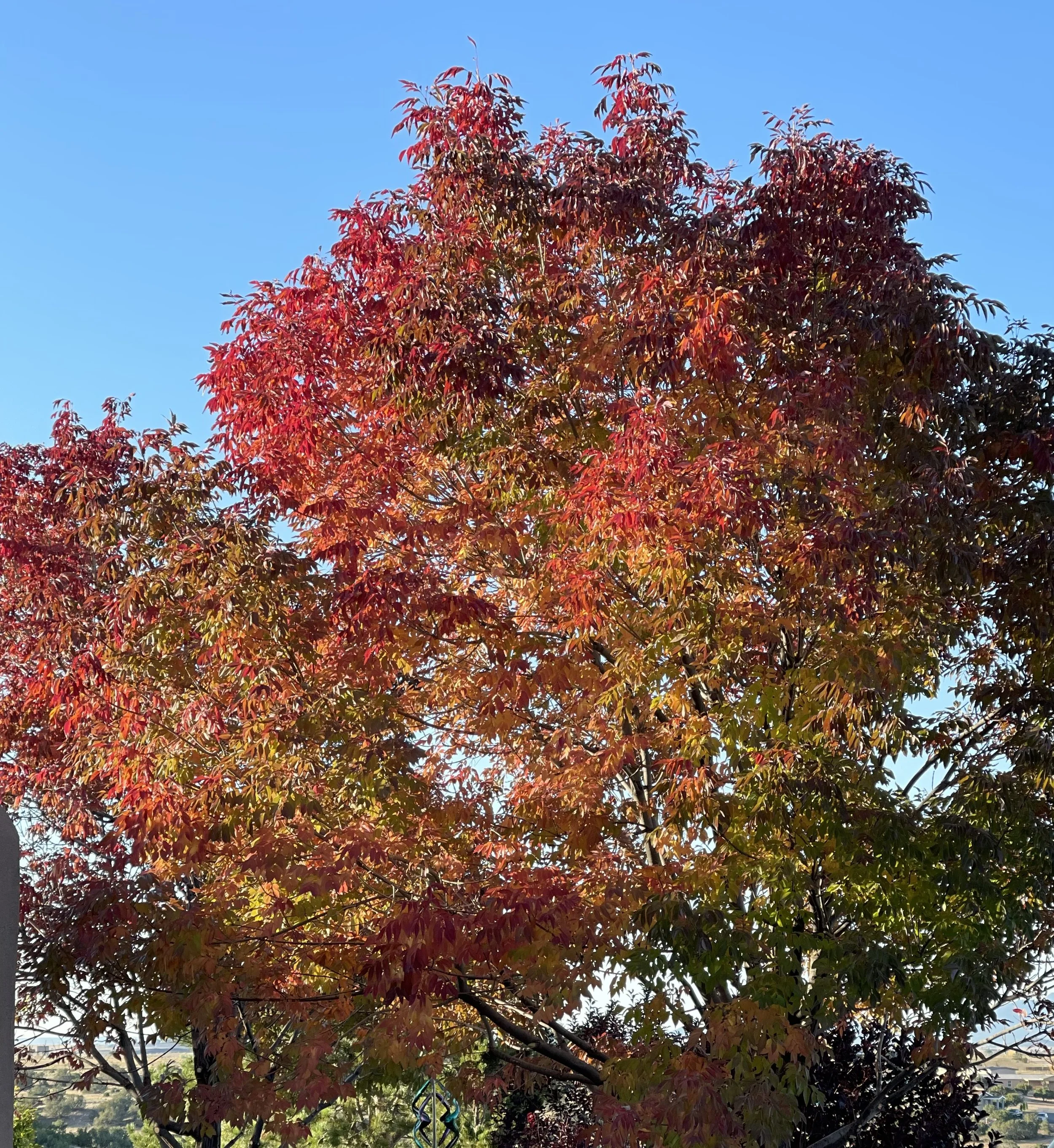 Cinda's tree. 10:8:23.jpg