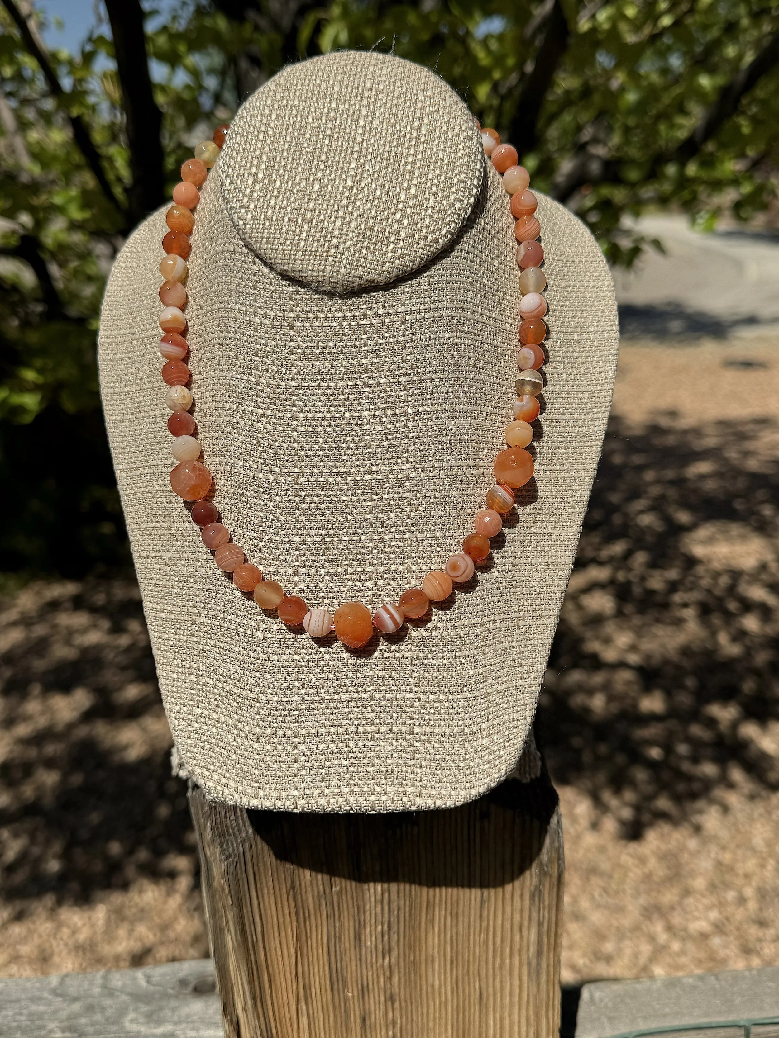 Clementines pear tree.jpg