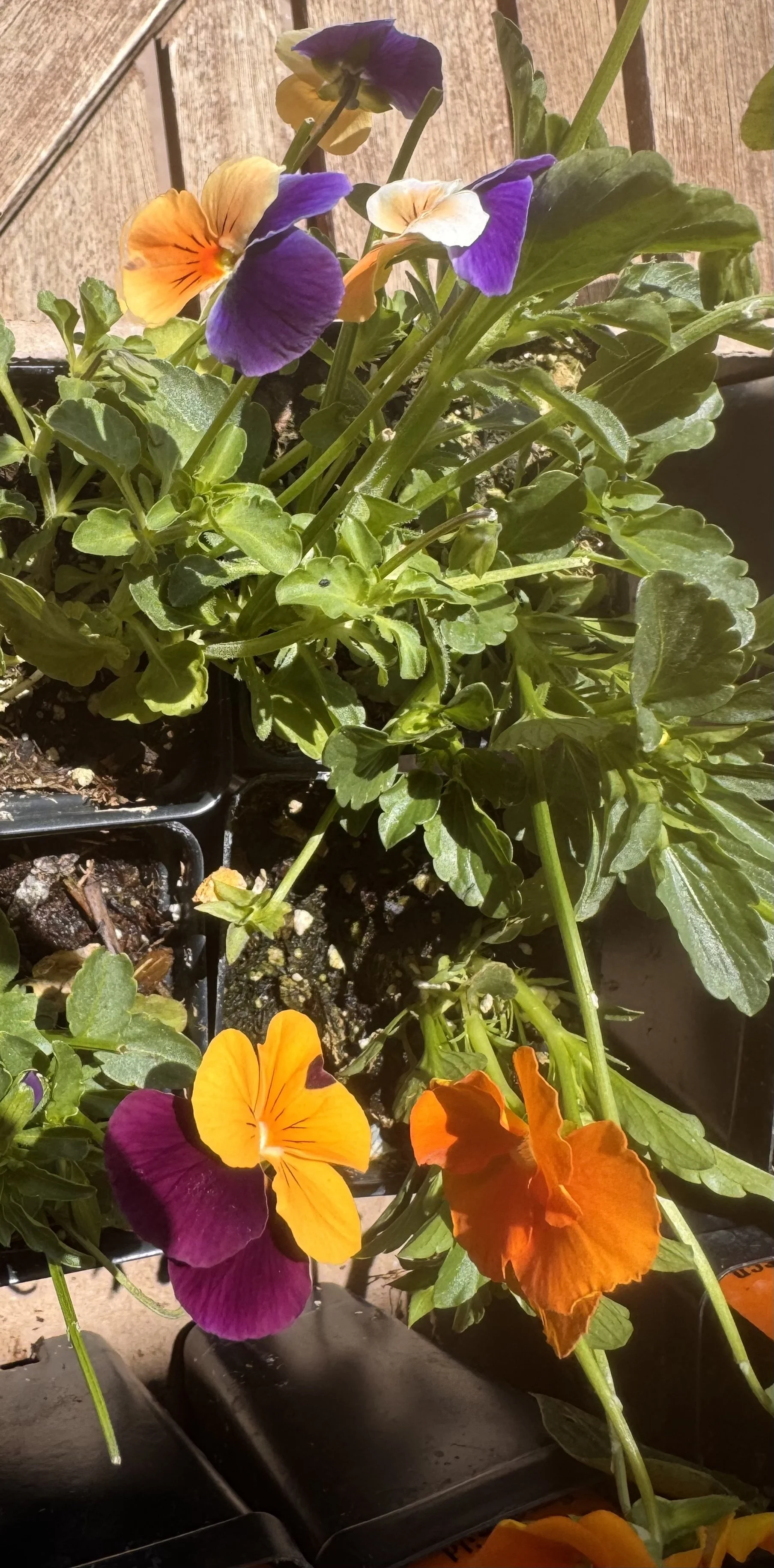 tiny Pansies-2.jpeg