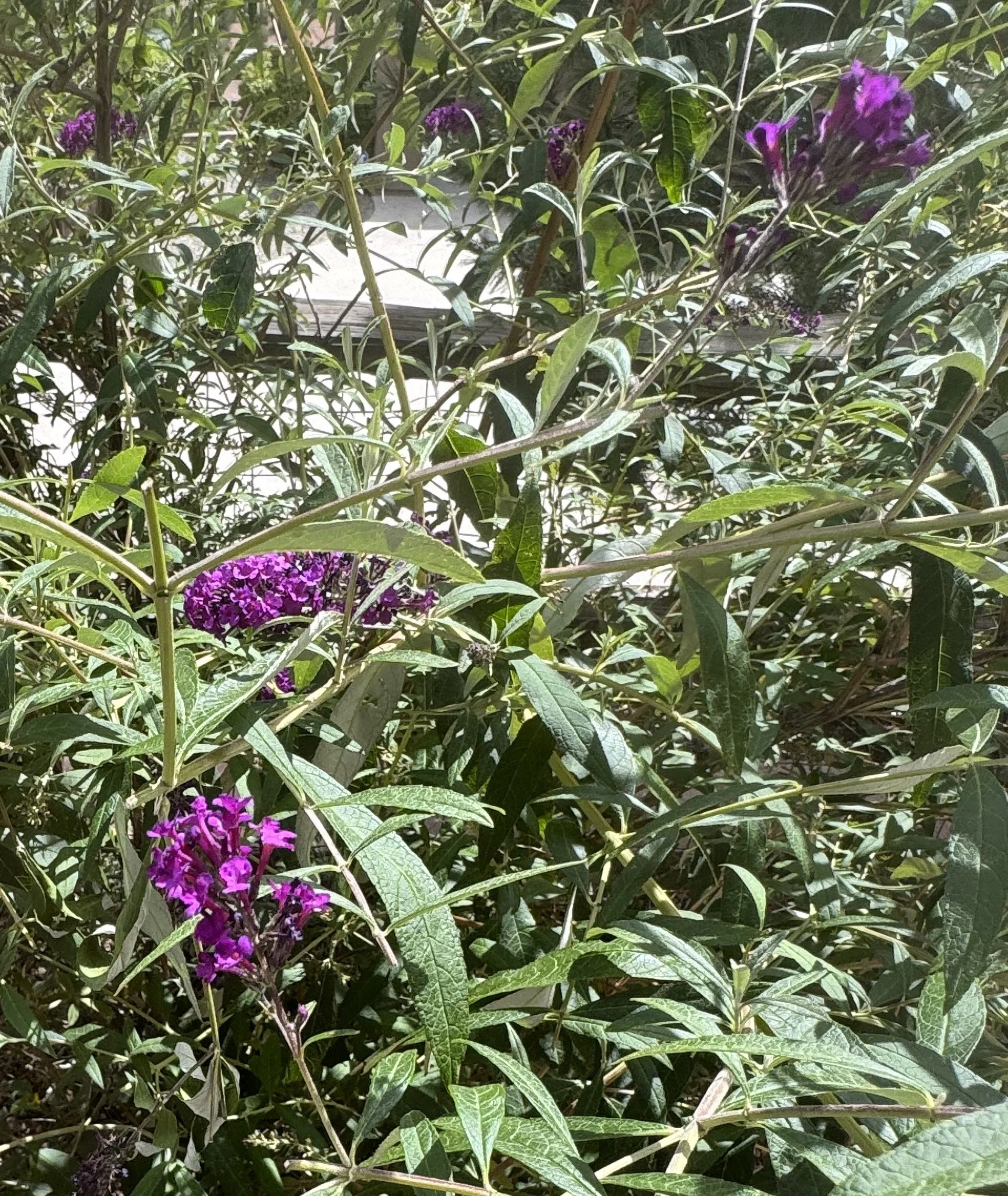 Purple Flowers actual flowers.jpeg