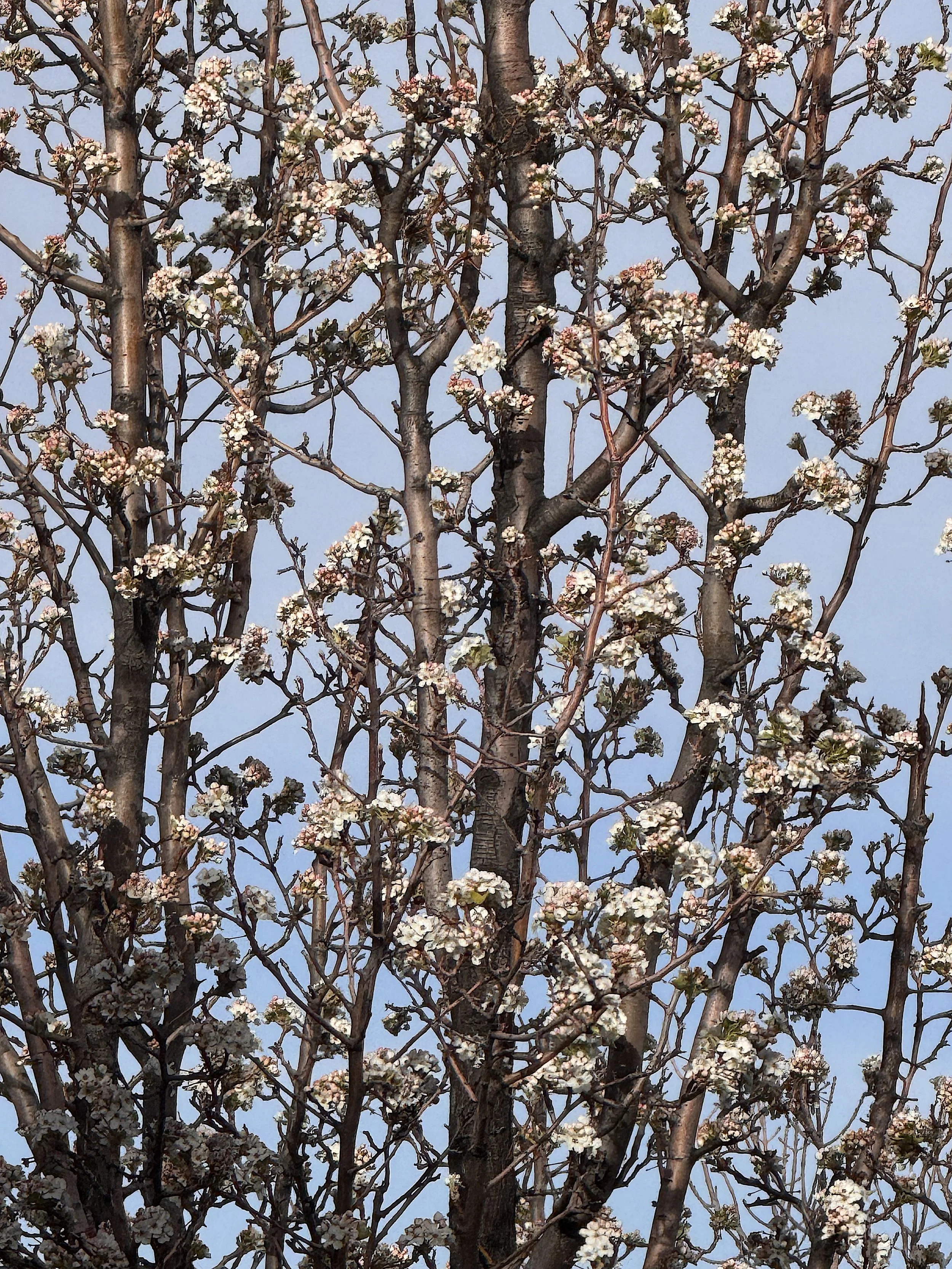 1st Pear Blossoms tree.jpeg