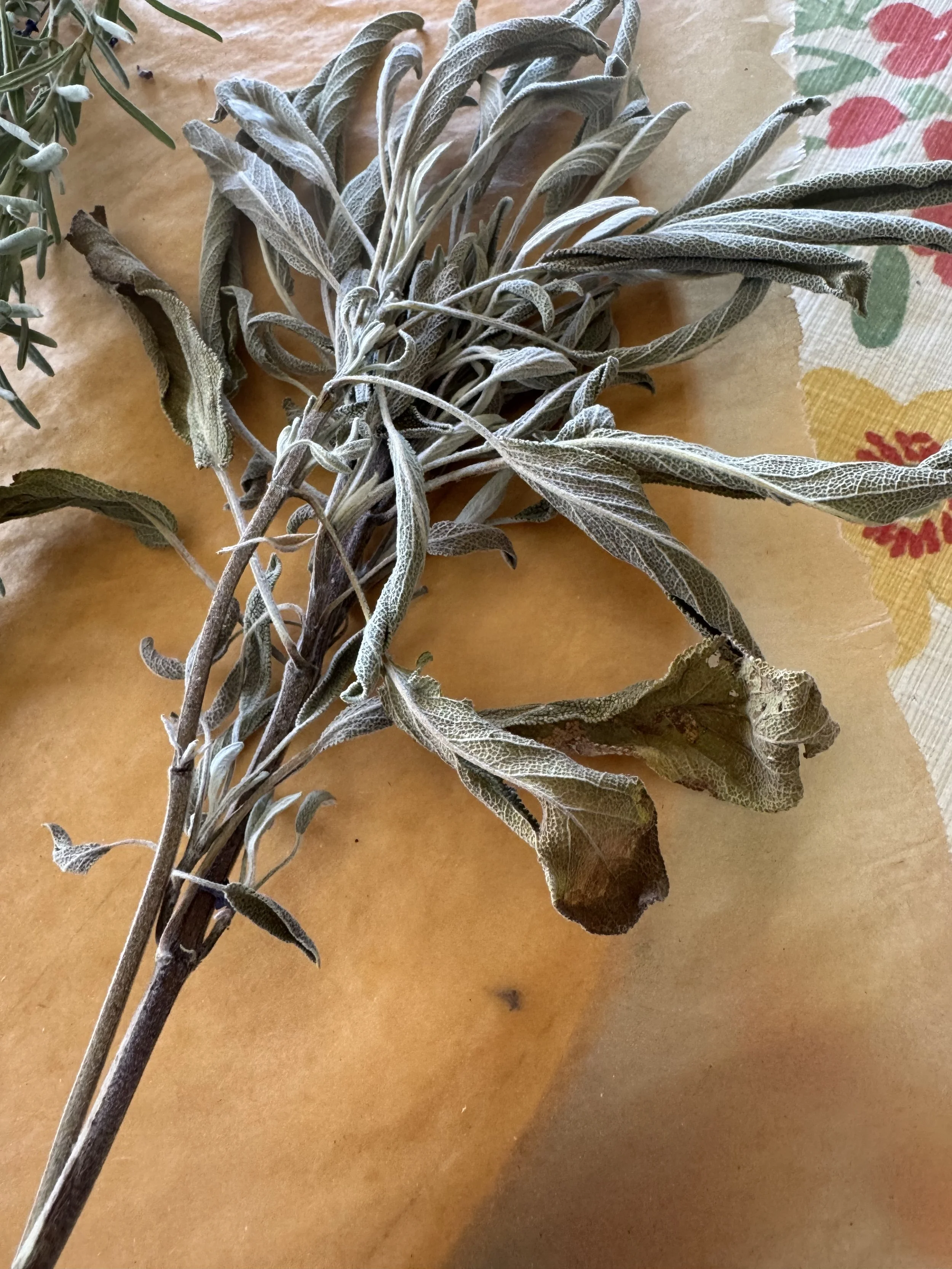 dried sage before it's wrapped.jpg