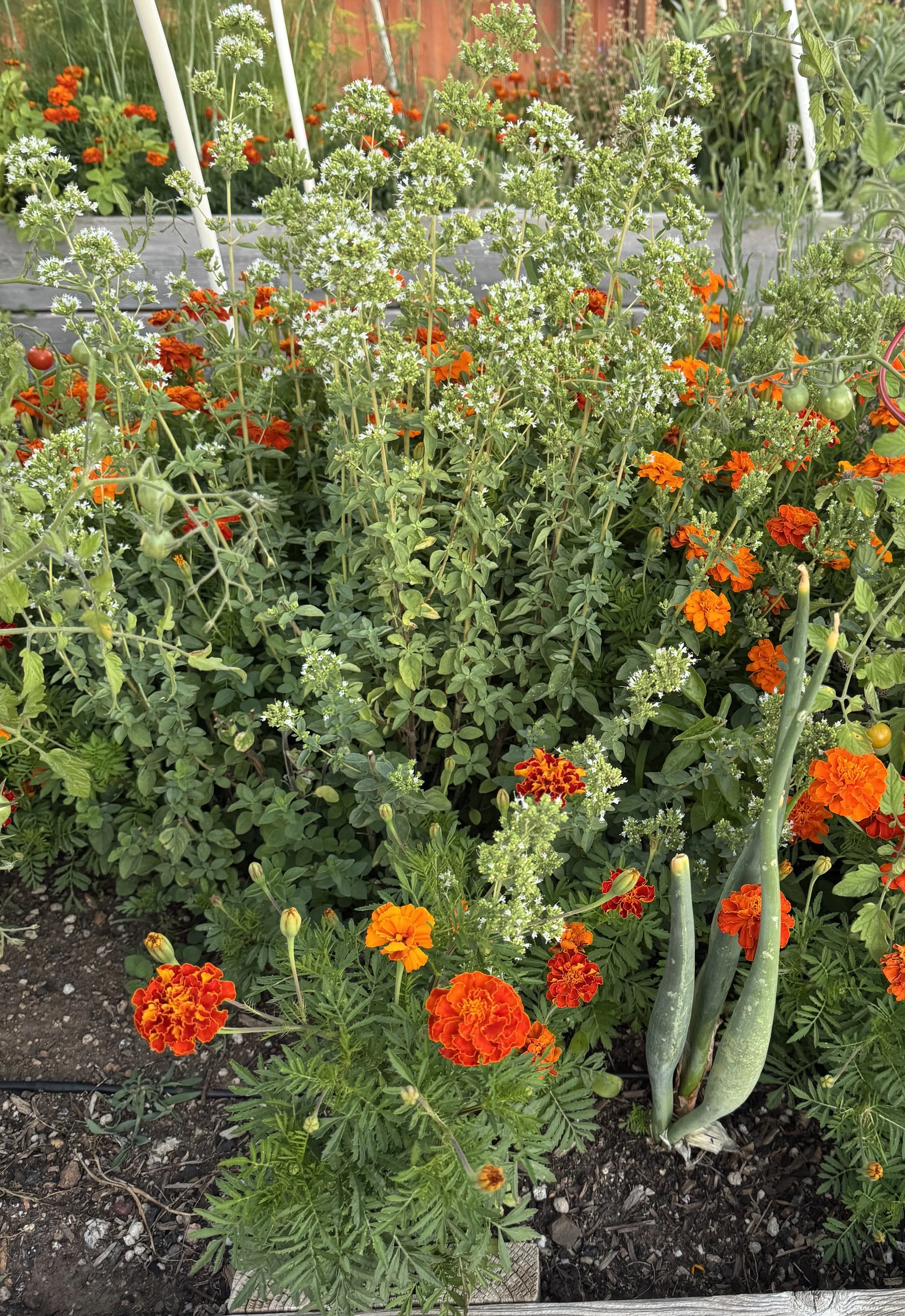 marigolds and oregano.jpg