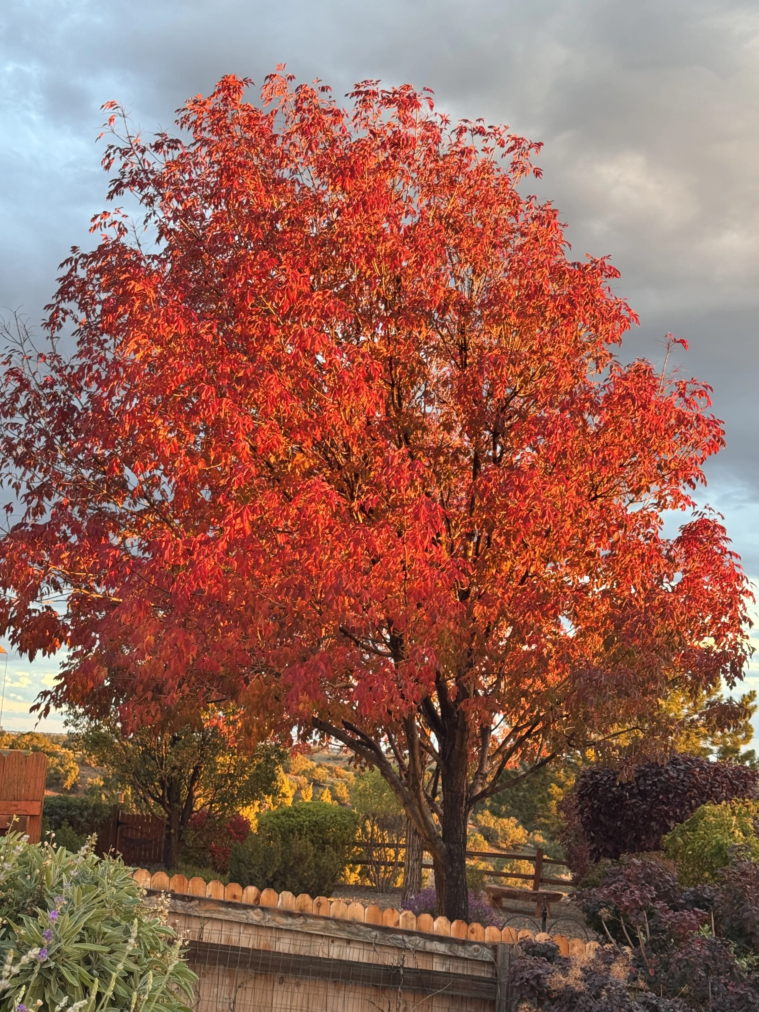 Golden Sunset, Orange Leaves-tree 1.jpeg