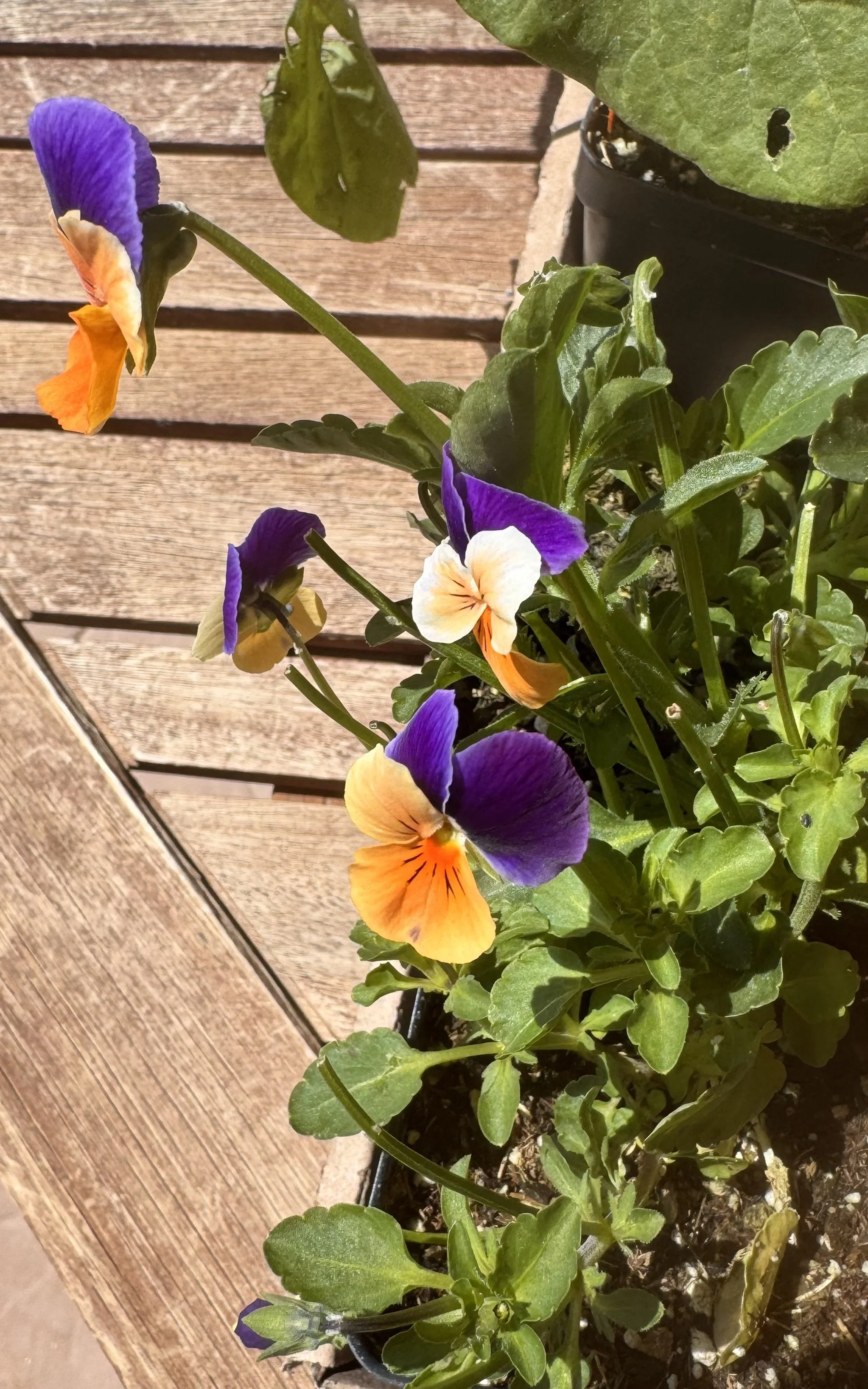 tiny Pansies-3.jpeg