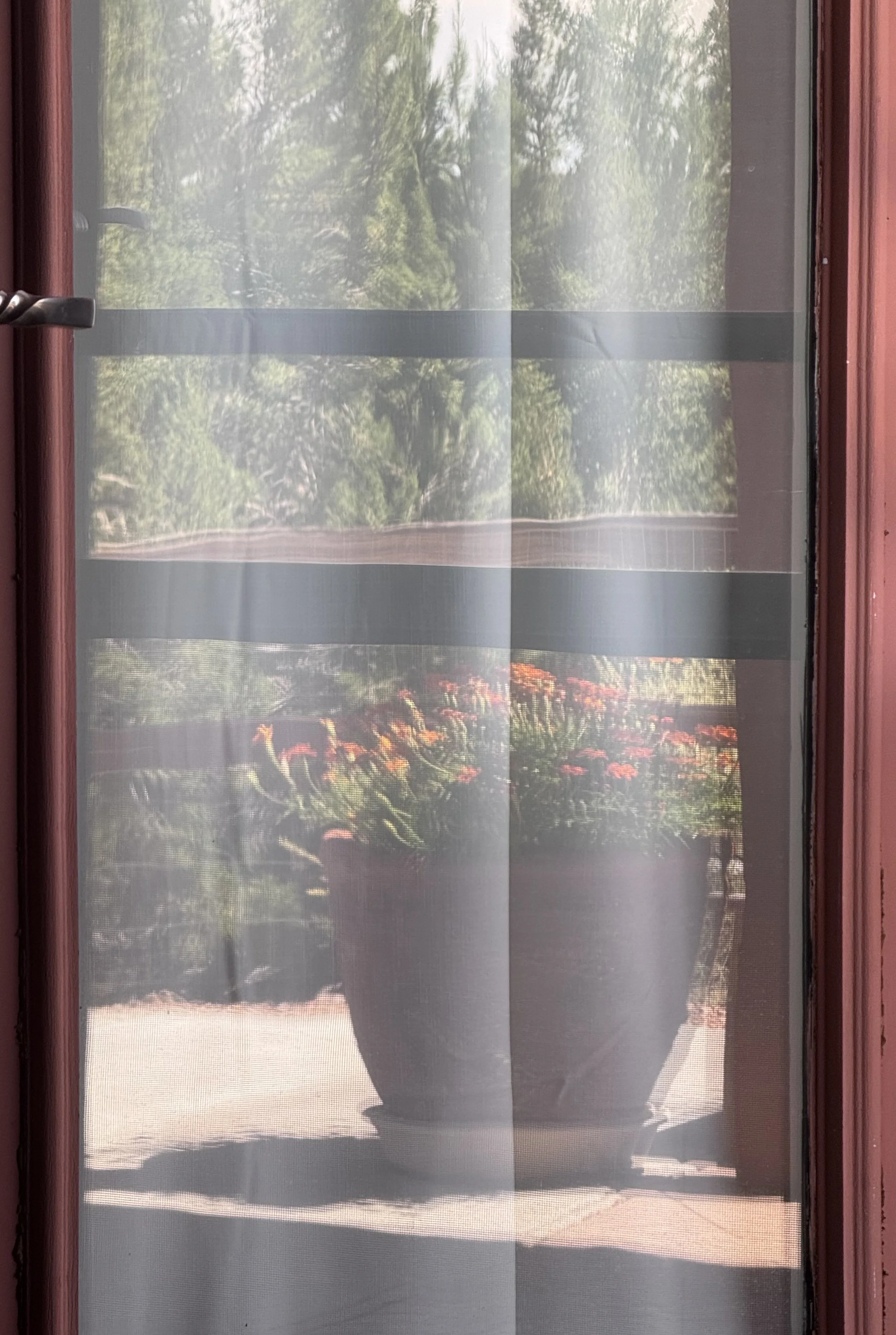 Pot of Marigolds reflection 2.jpeg
