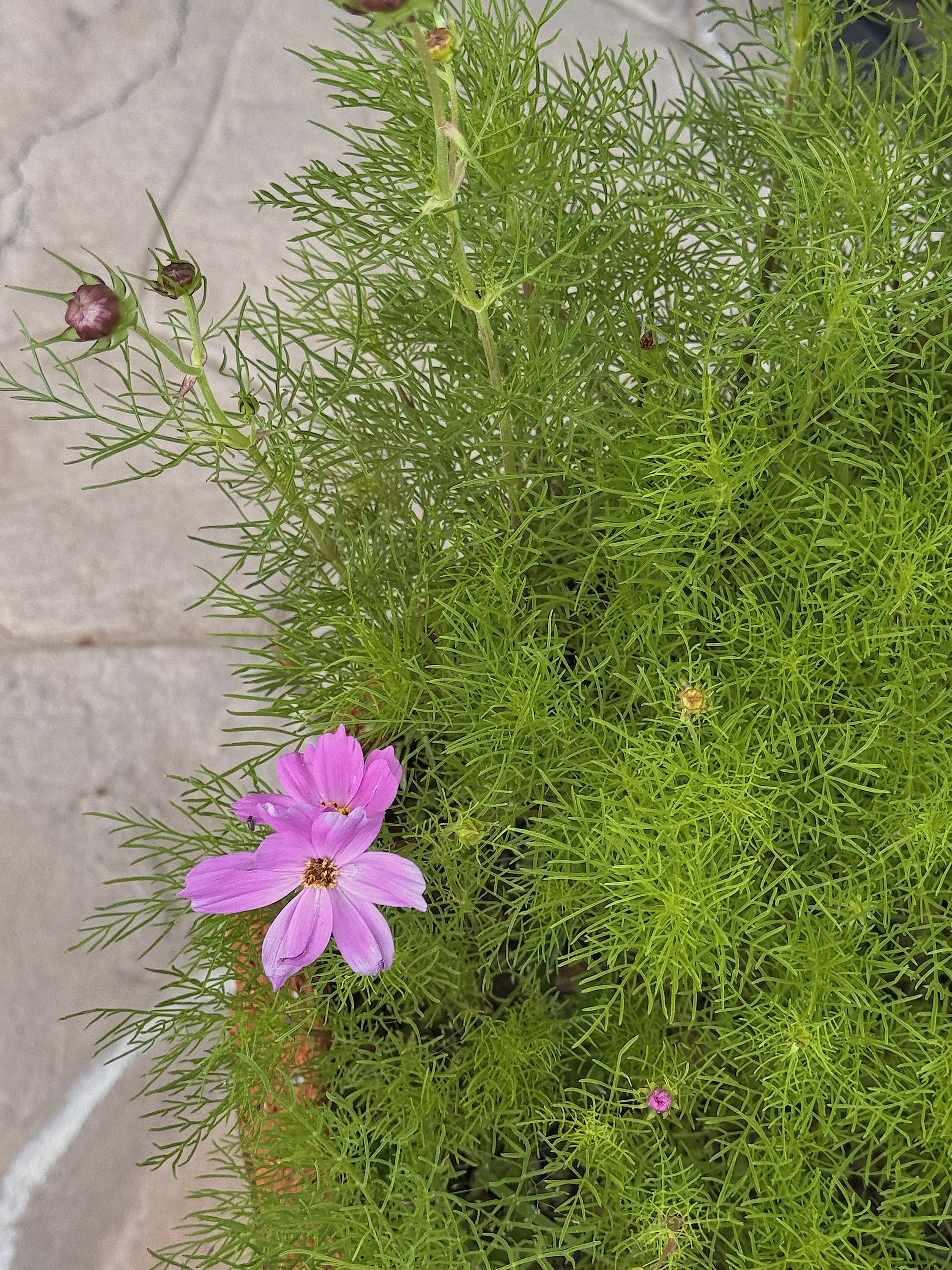 Cosmos blooms.jpeg