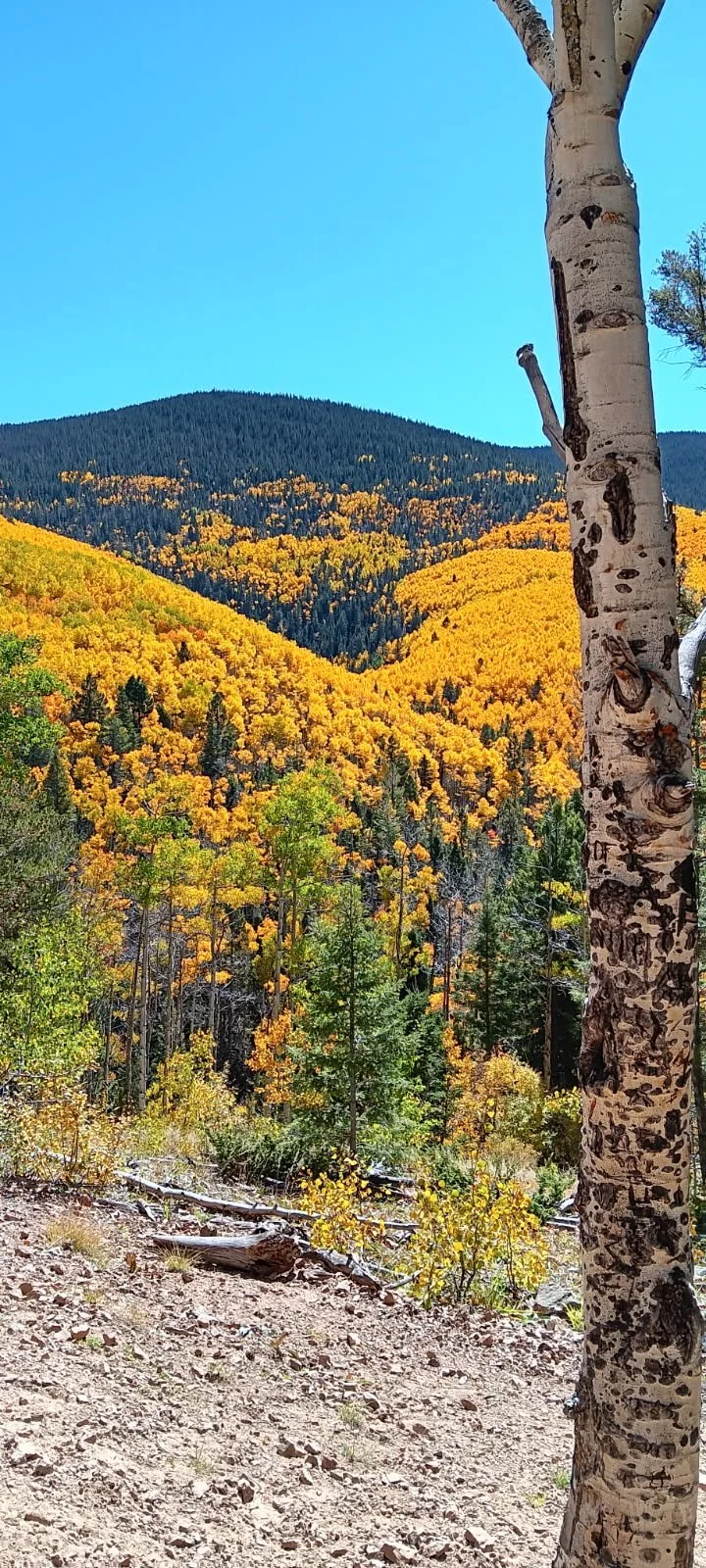 Aspens at ski basin 10:5:25 via AJ.JPG