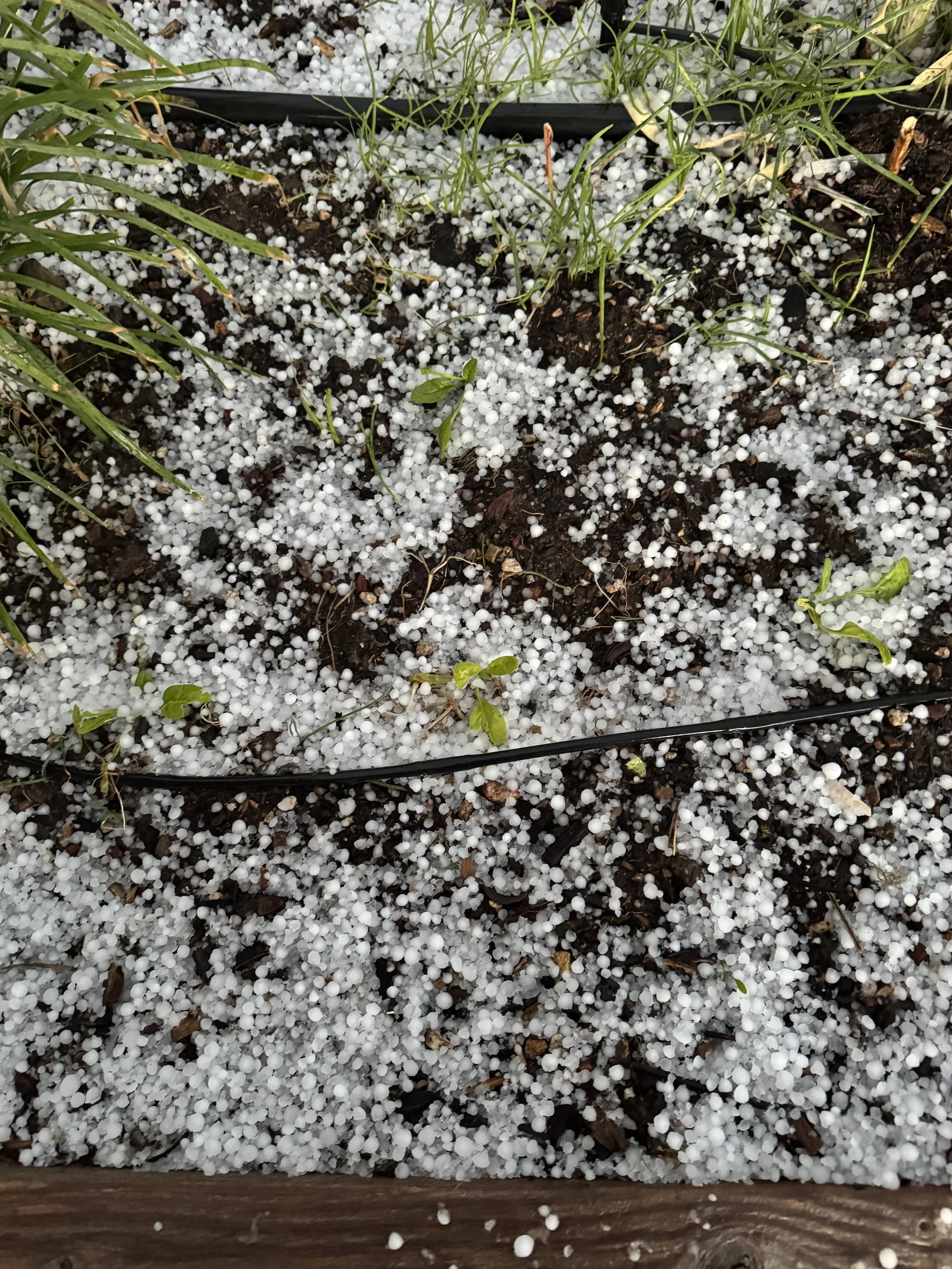 Cinco de Mayo Hail in the garden.jpg