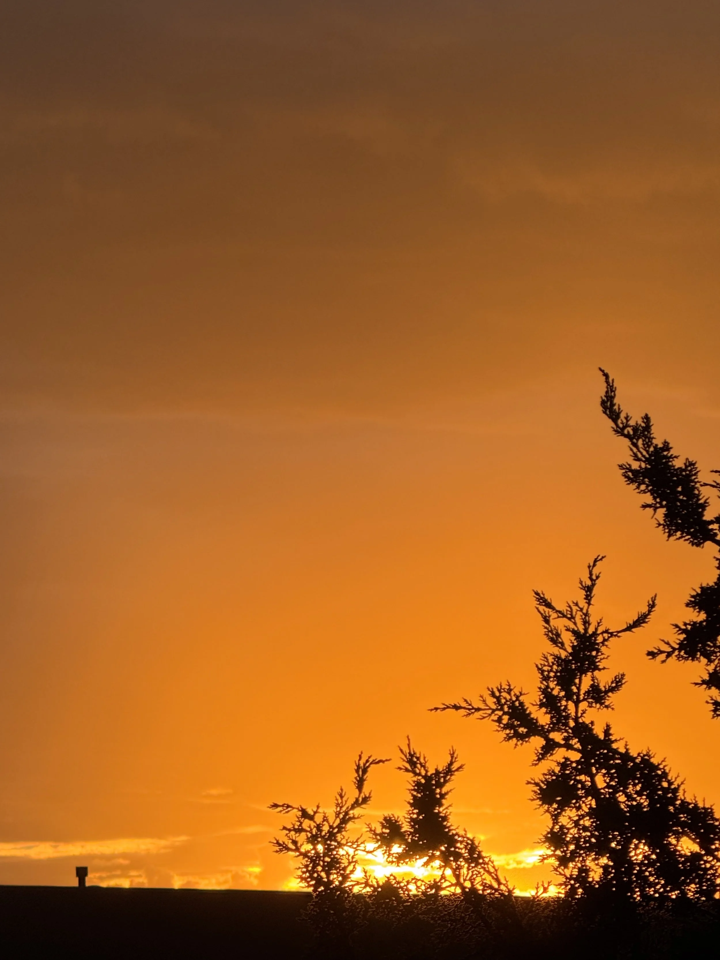 Golden Sunset, Orange Leaves.jpeg