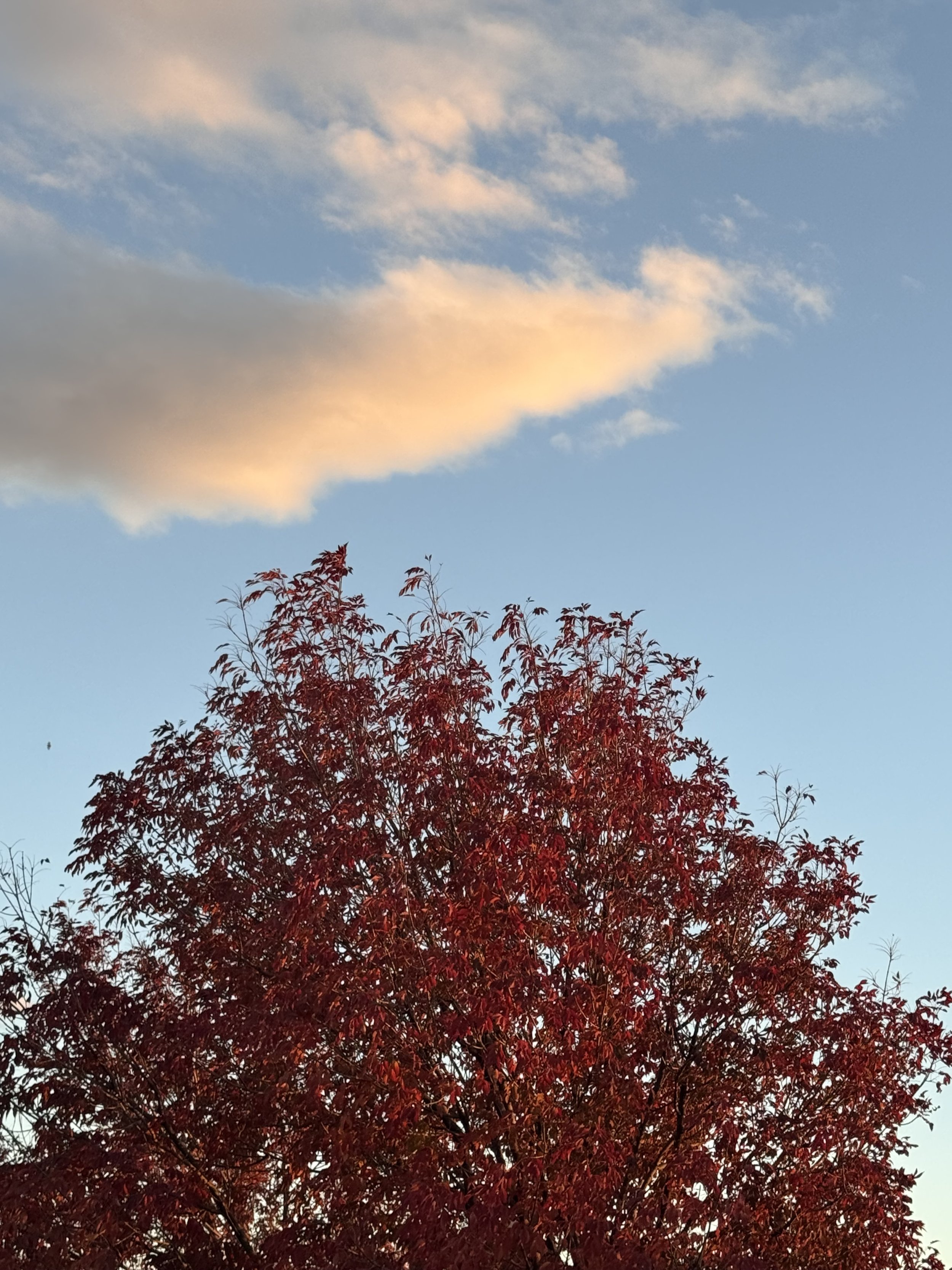 Autumn Leaves photo 2.jpeg