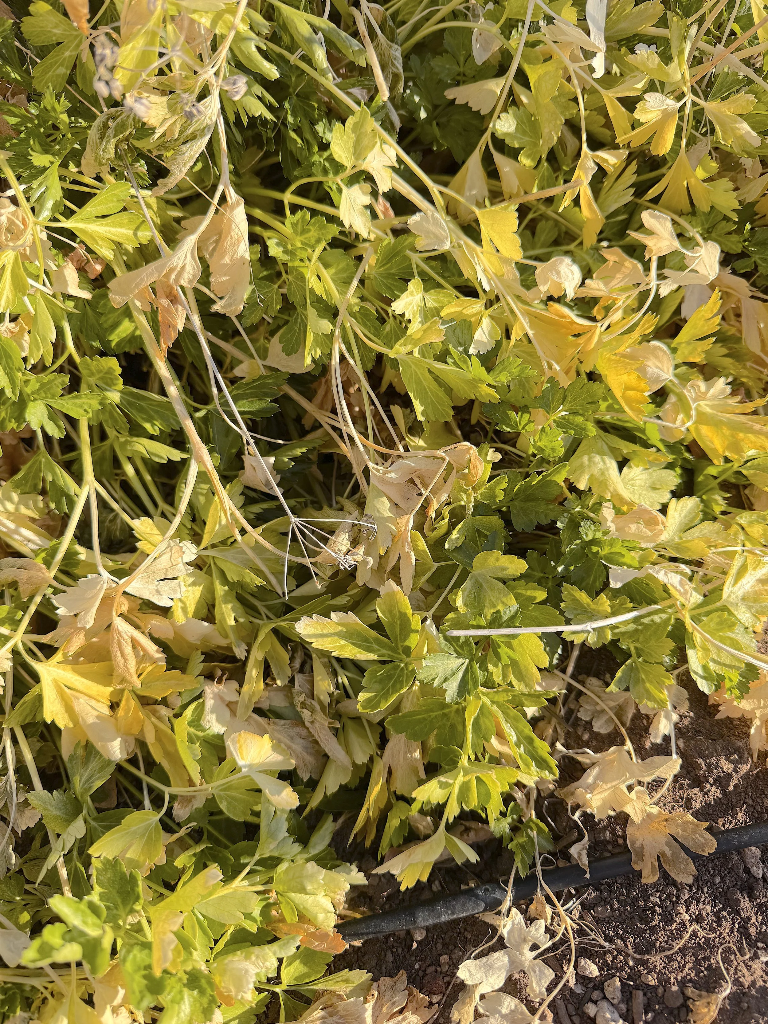 Sprouts February Parsley.jpeg