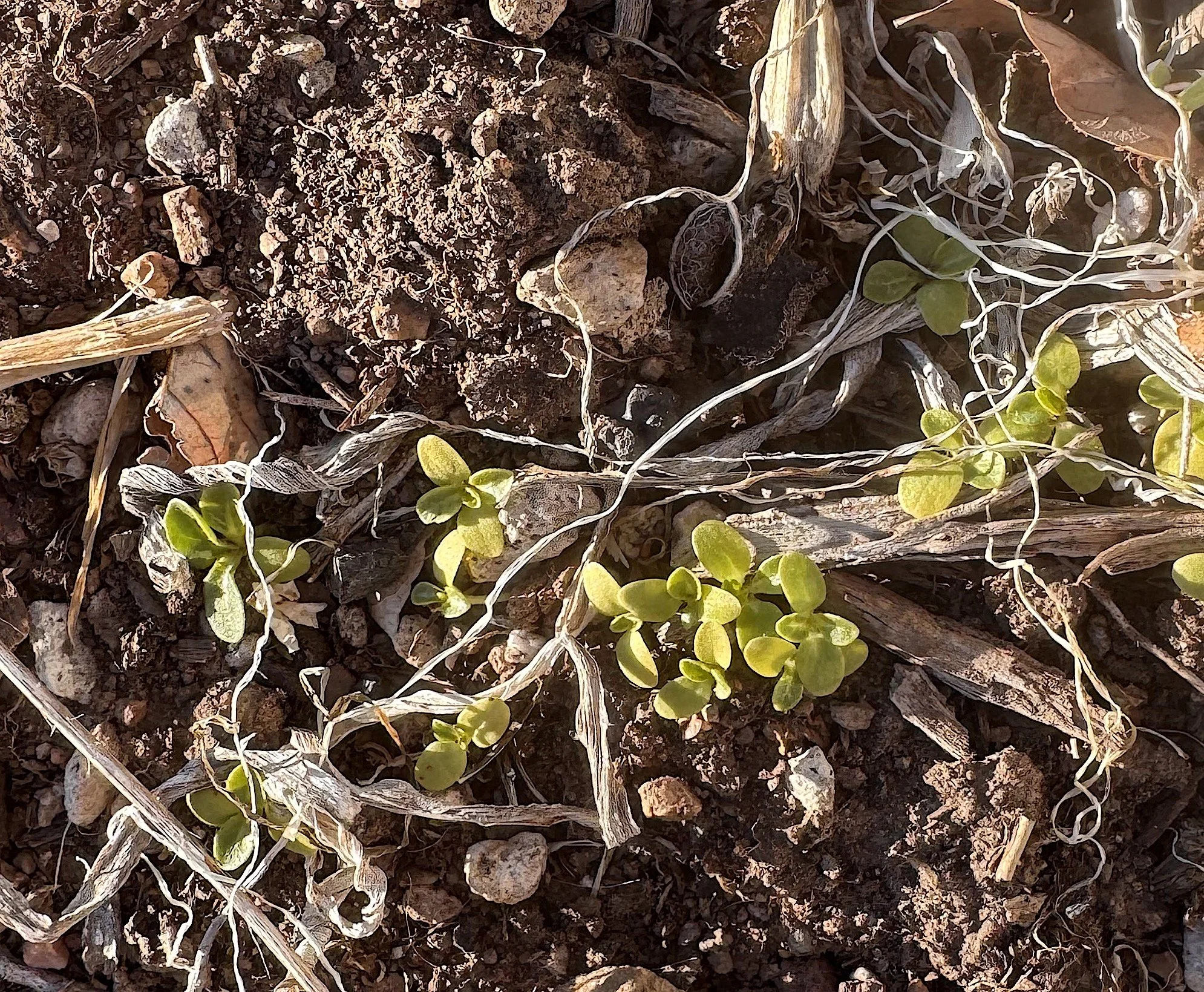 Sprouts in garden.jpeg