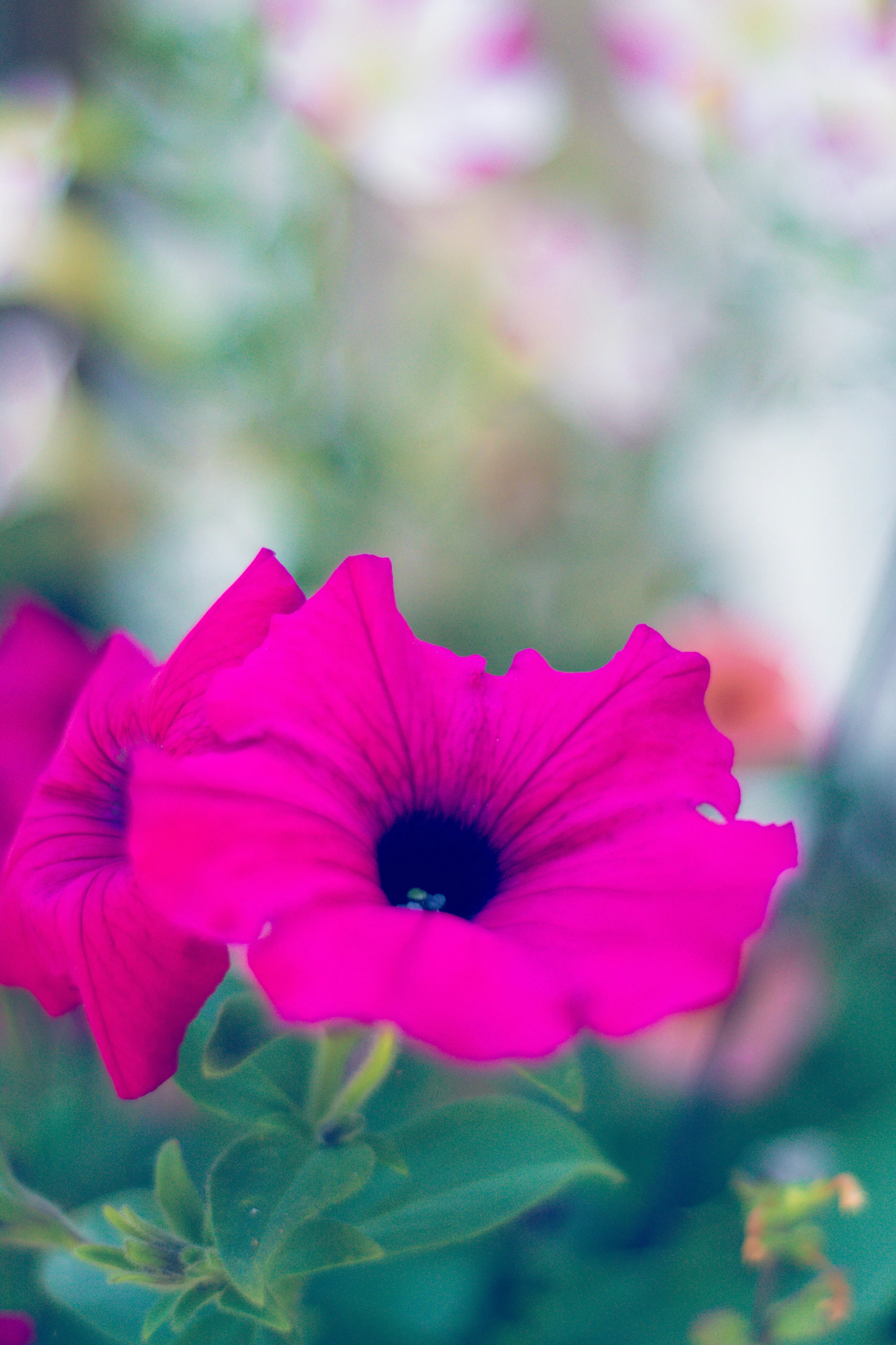 DSC_4149.jpg