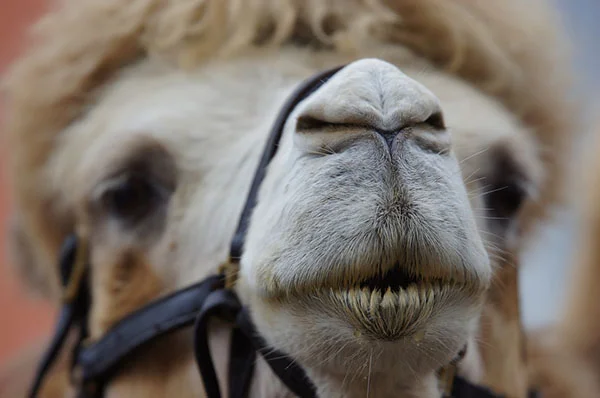 camel.jpg