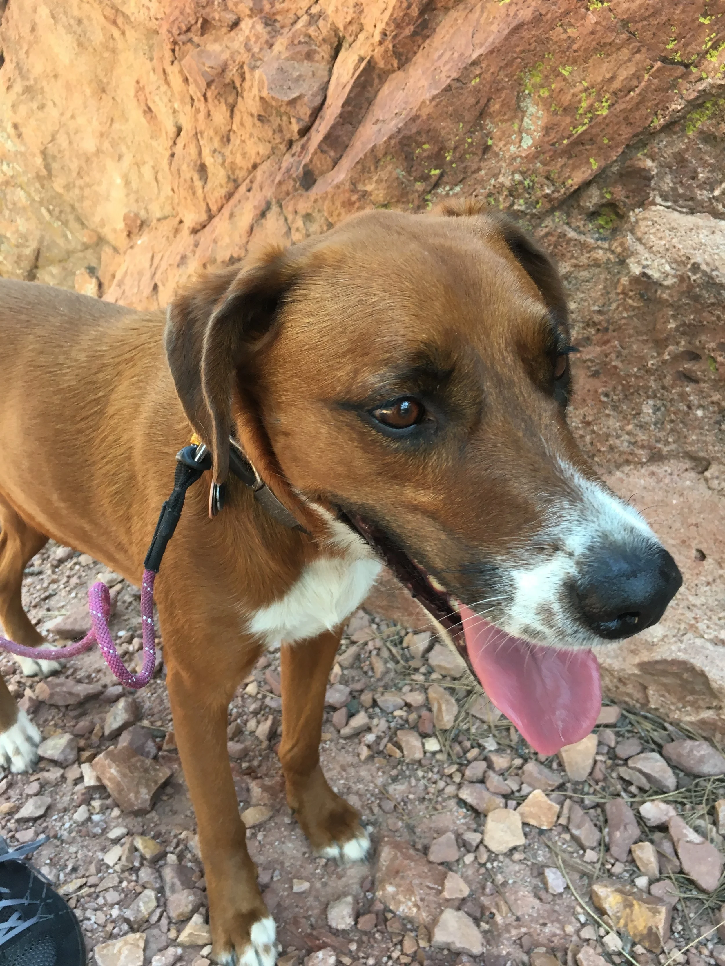 Dog Days of Summer? Make Sure Fido is Safe on the Trail