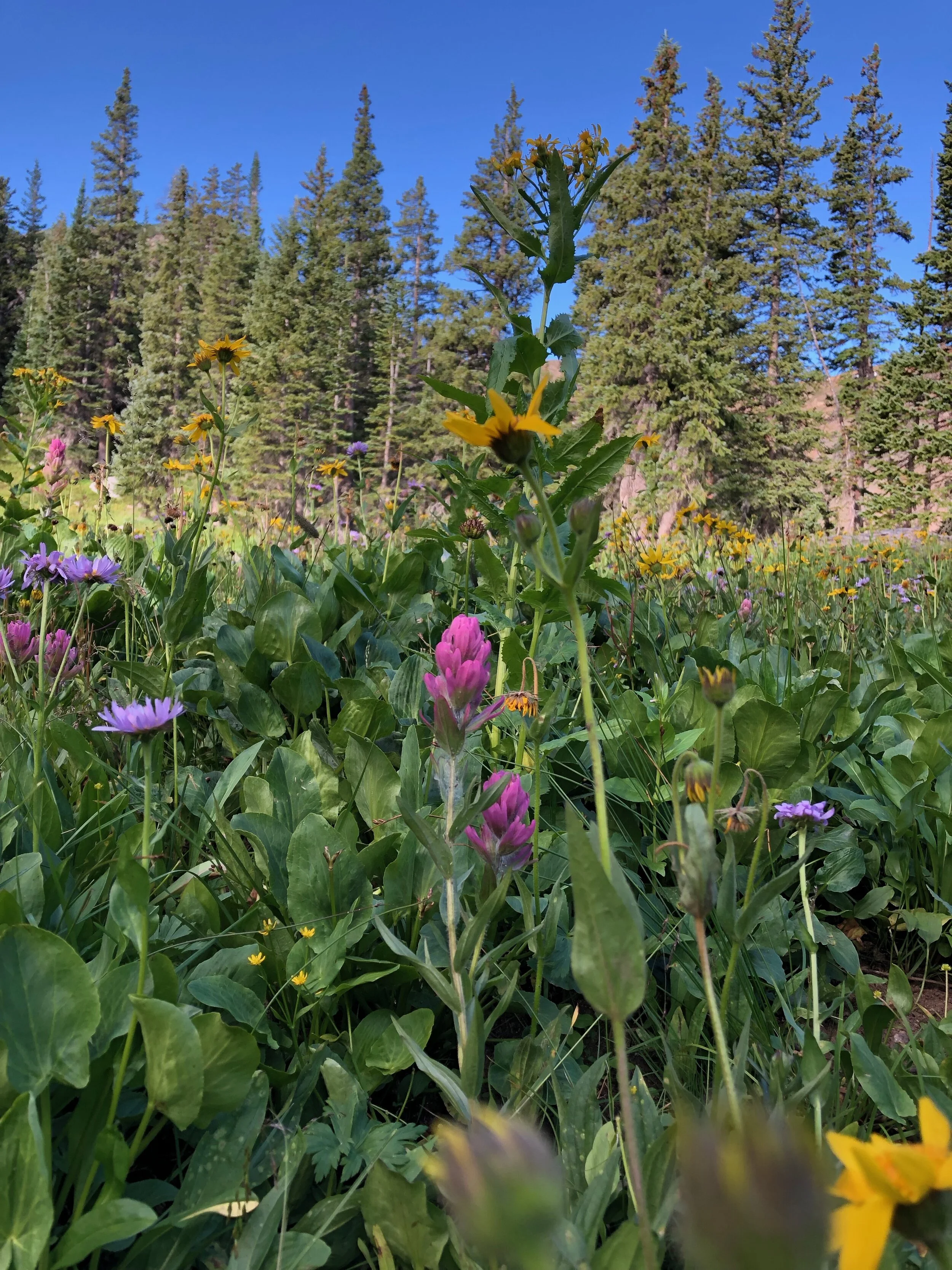 What Forest Bathing Taught Me About Slowing Down