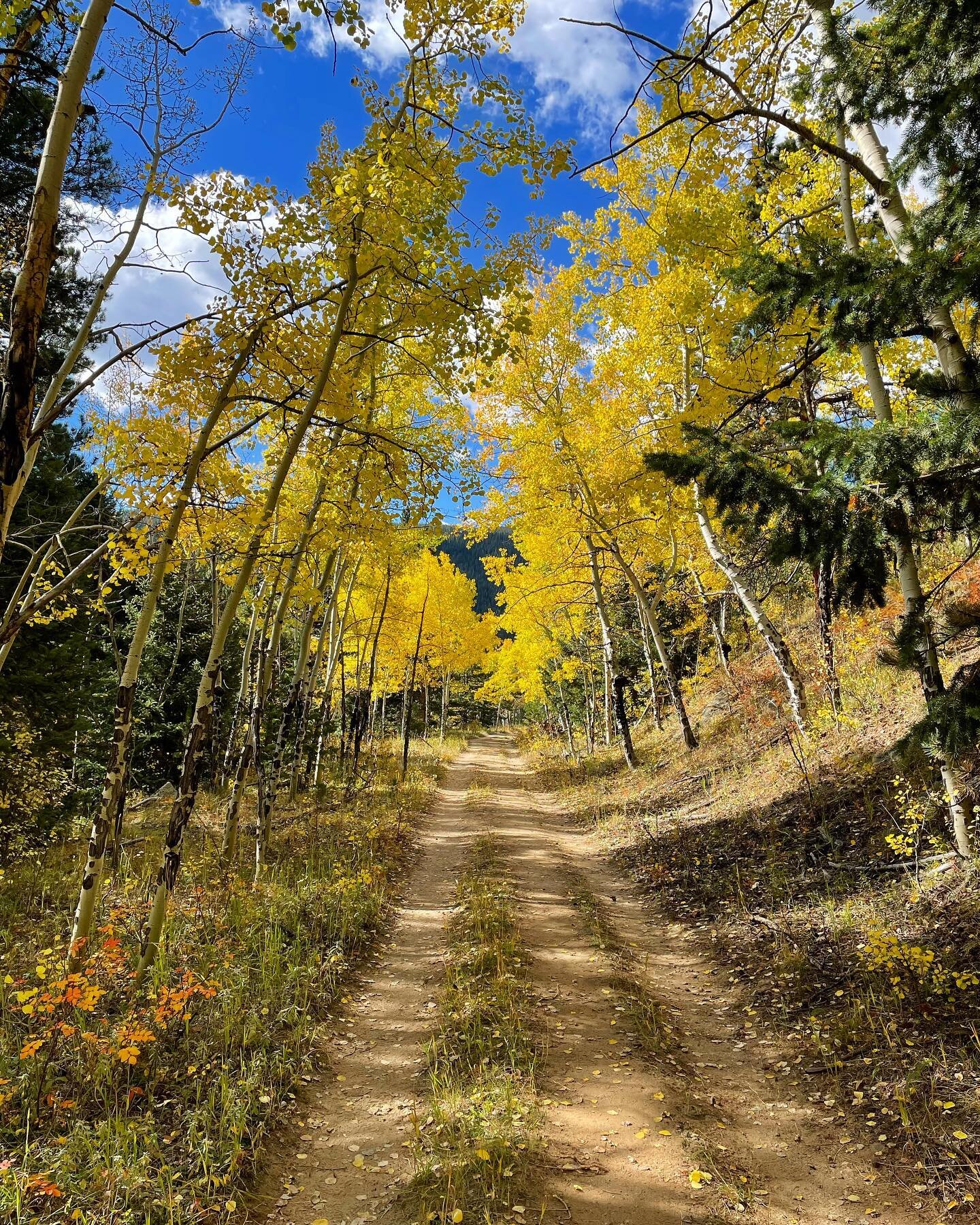 Leaf peeping and gawking and admiring! Splendid Colorado day for hiking with my mom. #aspentrees #leafpeeping #fallcolor #Coloradoaspens #fallinColorado #womenwhohike #60hikeswithin60milesdenver #exploremore #ilovehiking #Coloradotrails #hiking