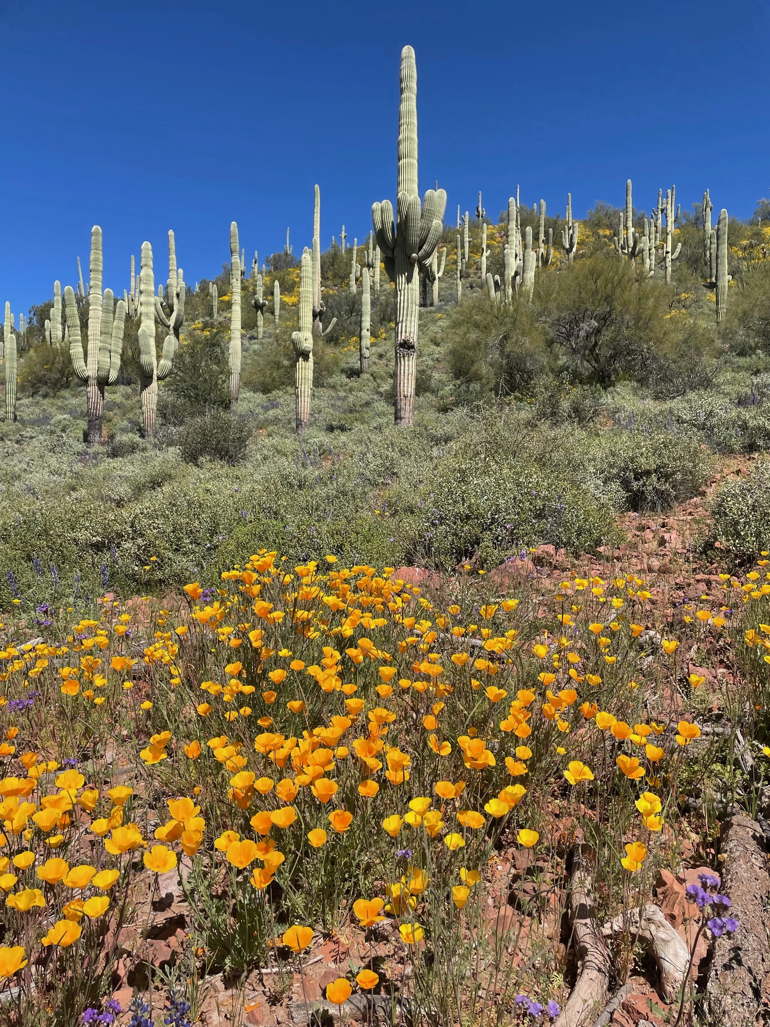 Wildflowers, Wildflowers Everywhere in Arizona this Year!