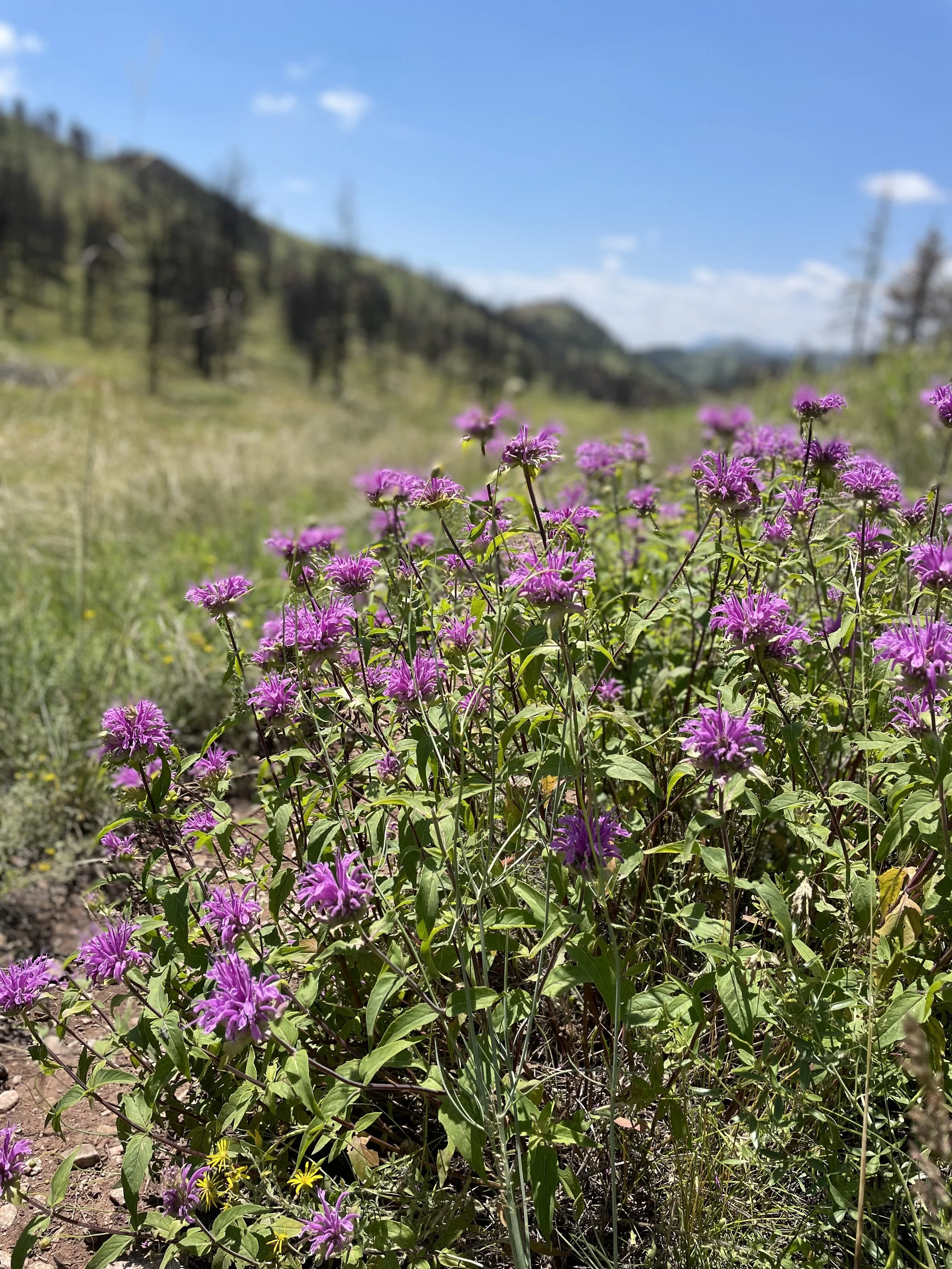 Prefer Trails Just for Hikers? Try These!