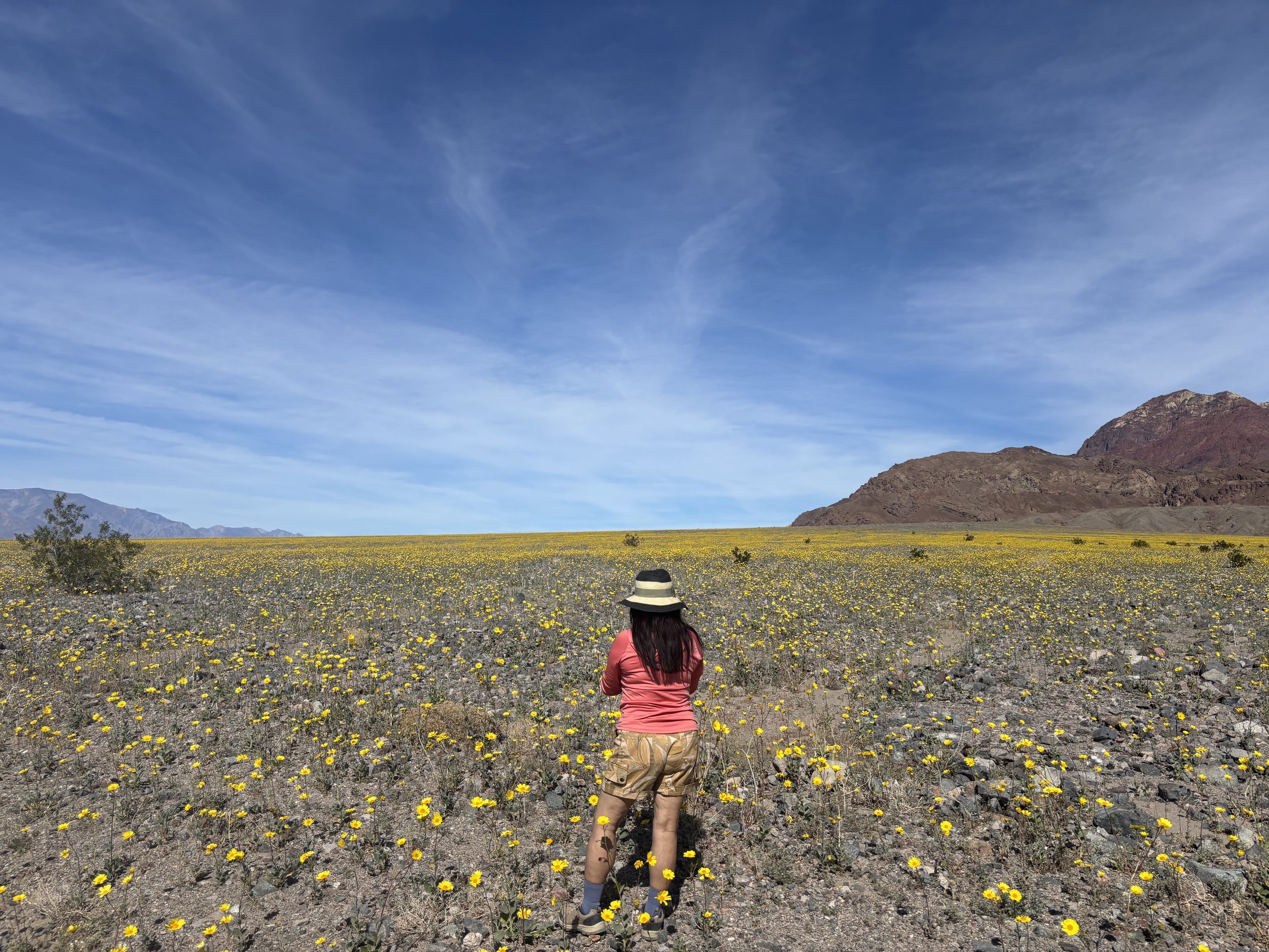 Can't Resist a Desert in Bloom!