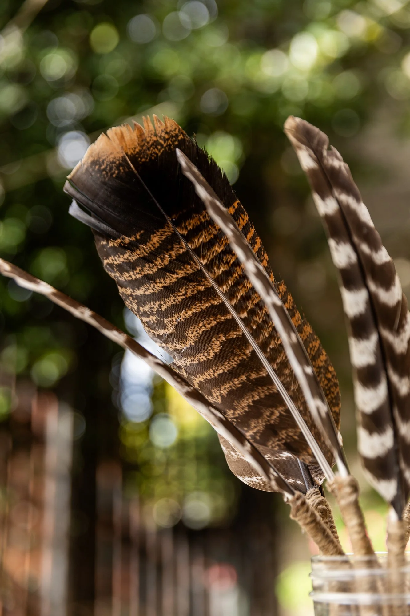 Close-up of several bird feathers with brown, black, and white patterns, held in a glass jar against a blurred outdoor background. Ovenbird Restaurant in Birmingham, Alabama.