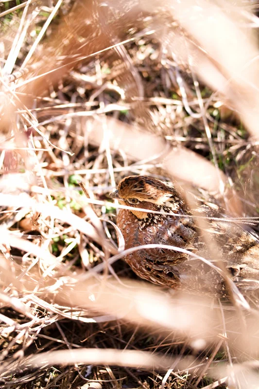 QUAIL021.jpg