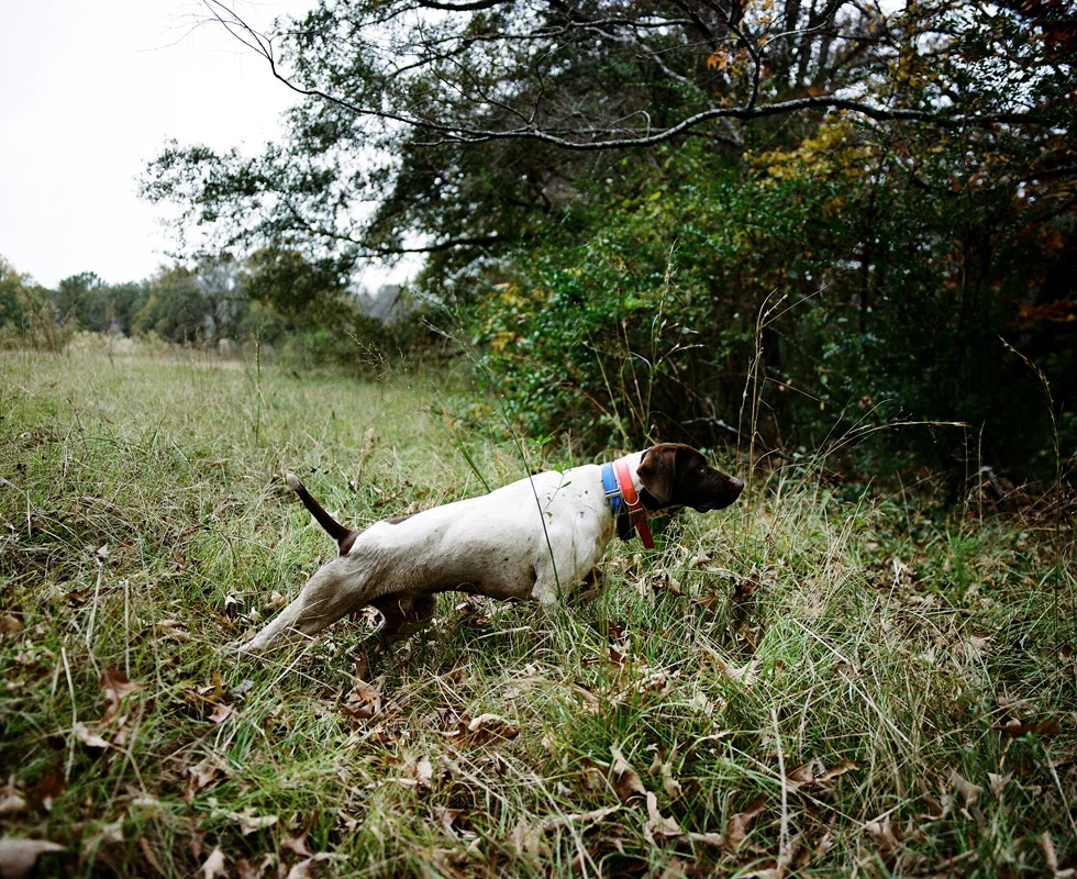 QUAIL020.jpg