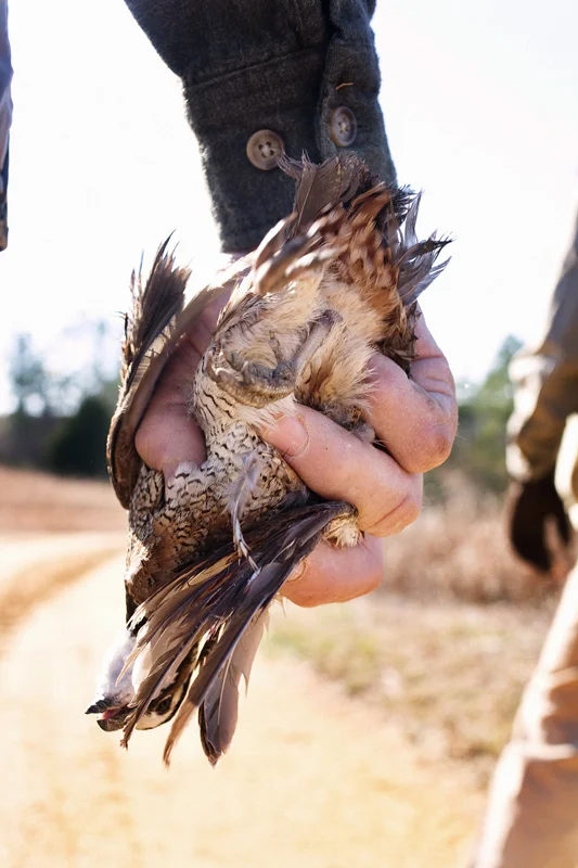 QUAIL023.jpg