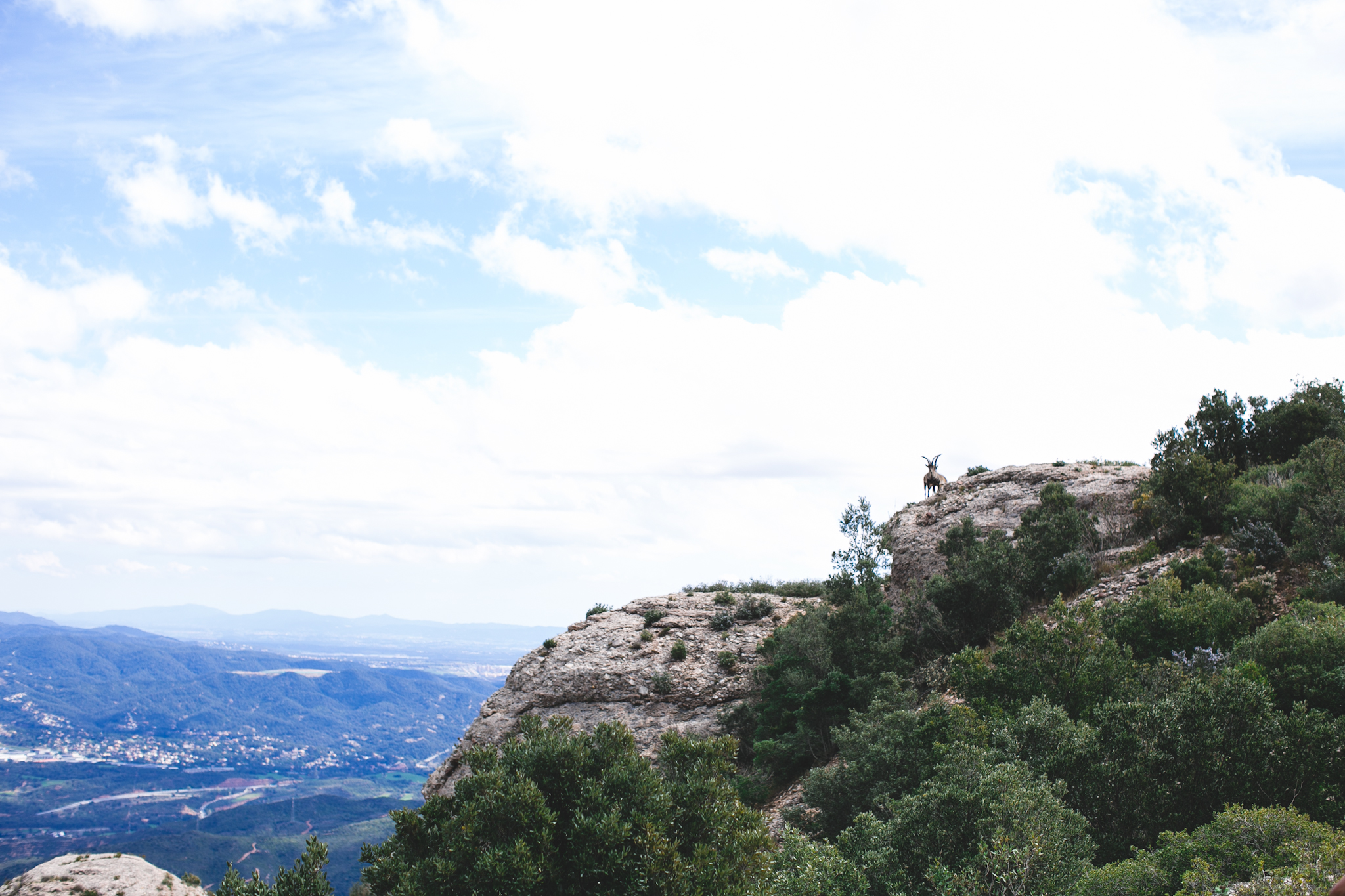 We didn't make it too far up the mountain because half way in, we spotted these wild mountain goats(?) and it was probably the highlight of my Barcelona trip. The depth of field from my shot is a bit decieving. They were MUCH closer than they appear in this shot!
