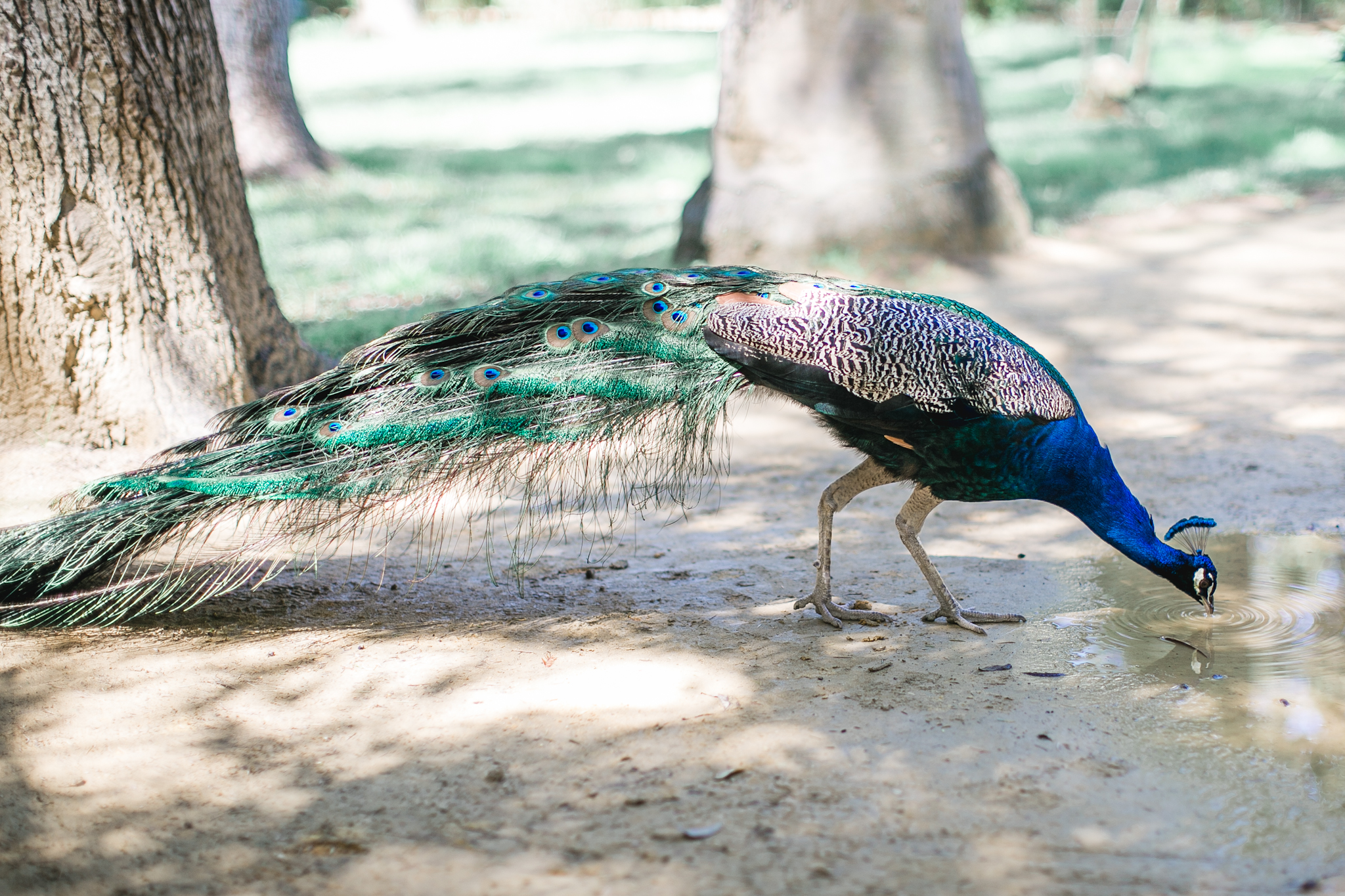 These majestic peacocks roamed the Real Alcazar <3