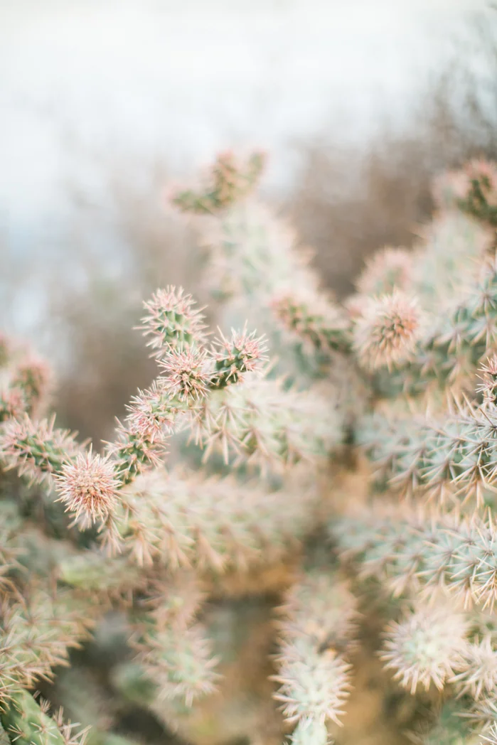 cactus_stockphoto.jpg