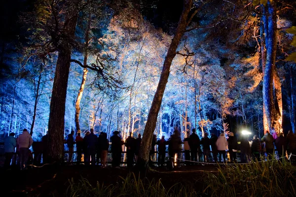 enchantedforrest.jpg