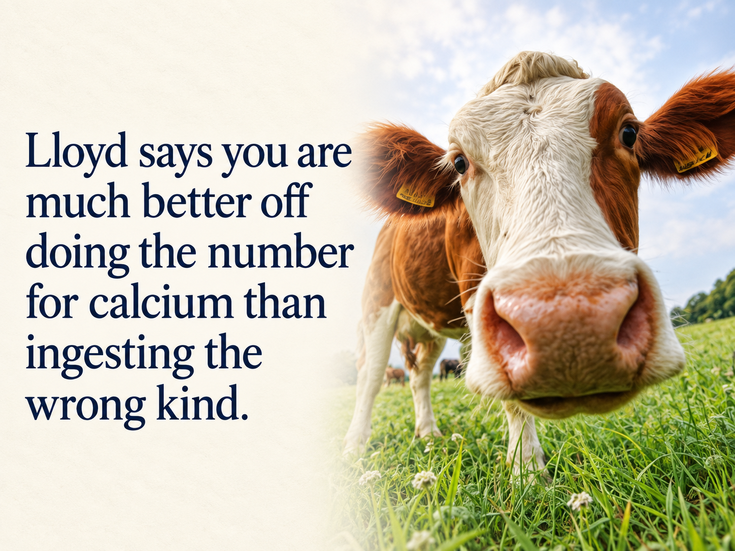 Curious cow in green pasture.png