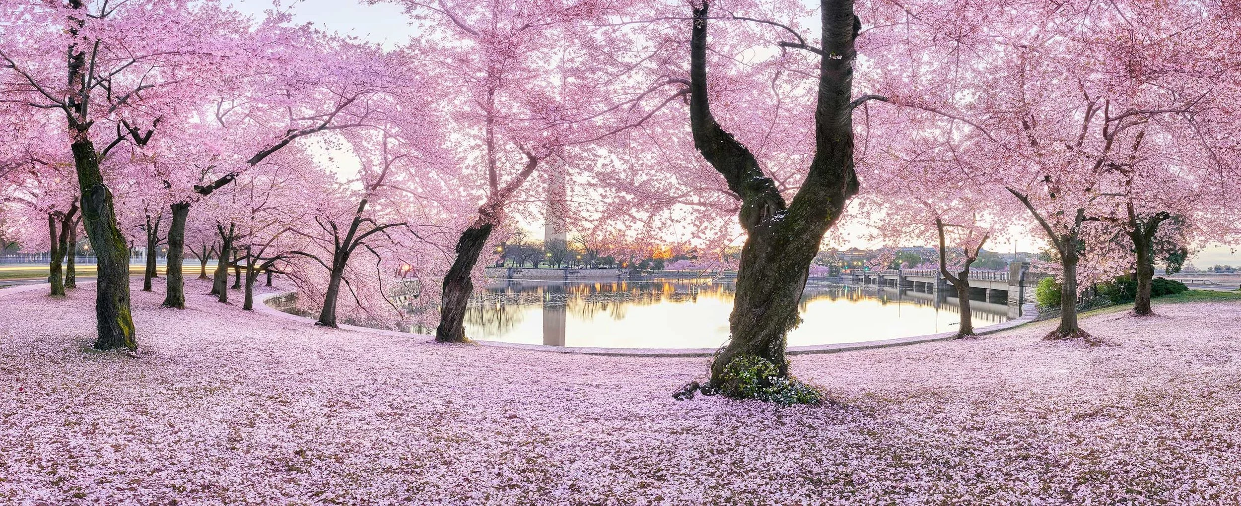 Why are there so many cherry trees in Washington? — anikka becker