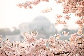 cherry blossoms jefferson haze.jpg