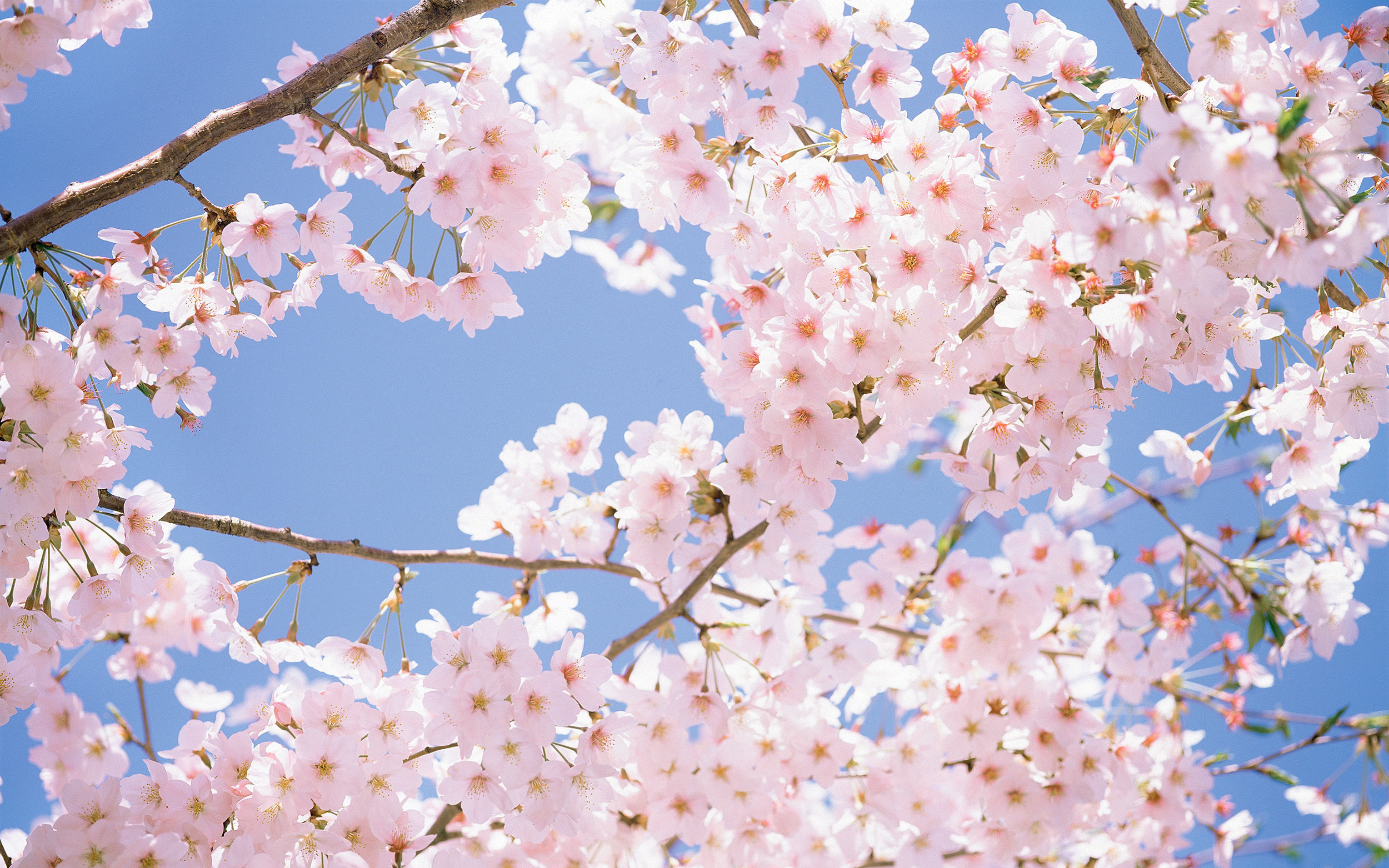 cherry blossoms.jpg