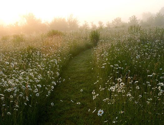 midsummer light daisy meadow.jpg