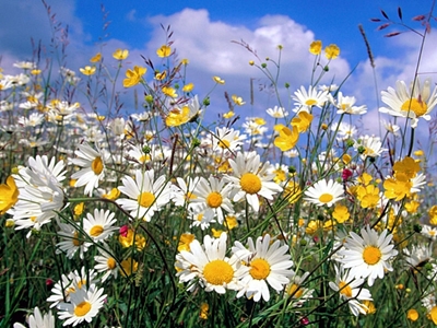 daisies in field.jpg