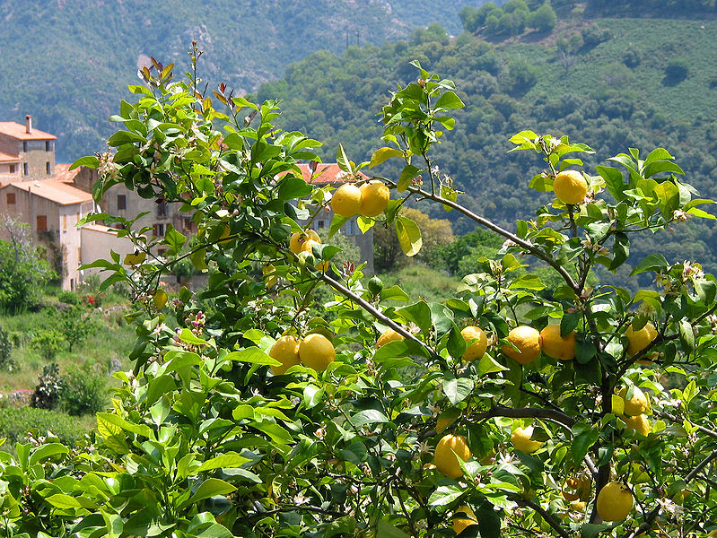 amalfi coast lemon tree 2.jpg