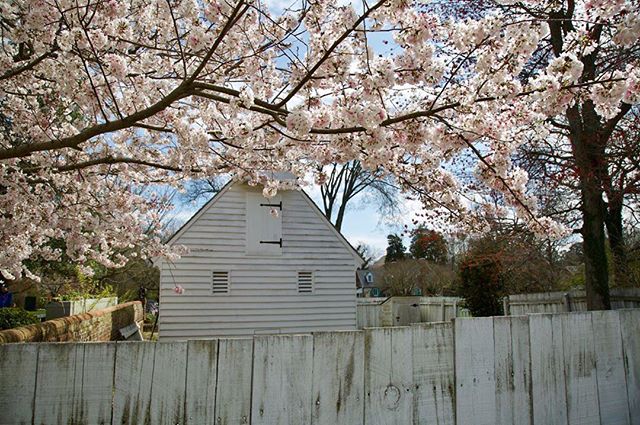 yorktown cherry blossoms.jpg