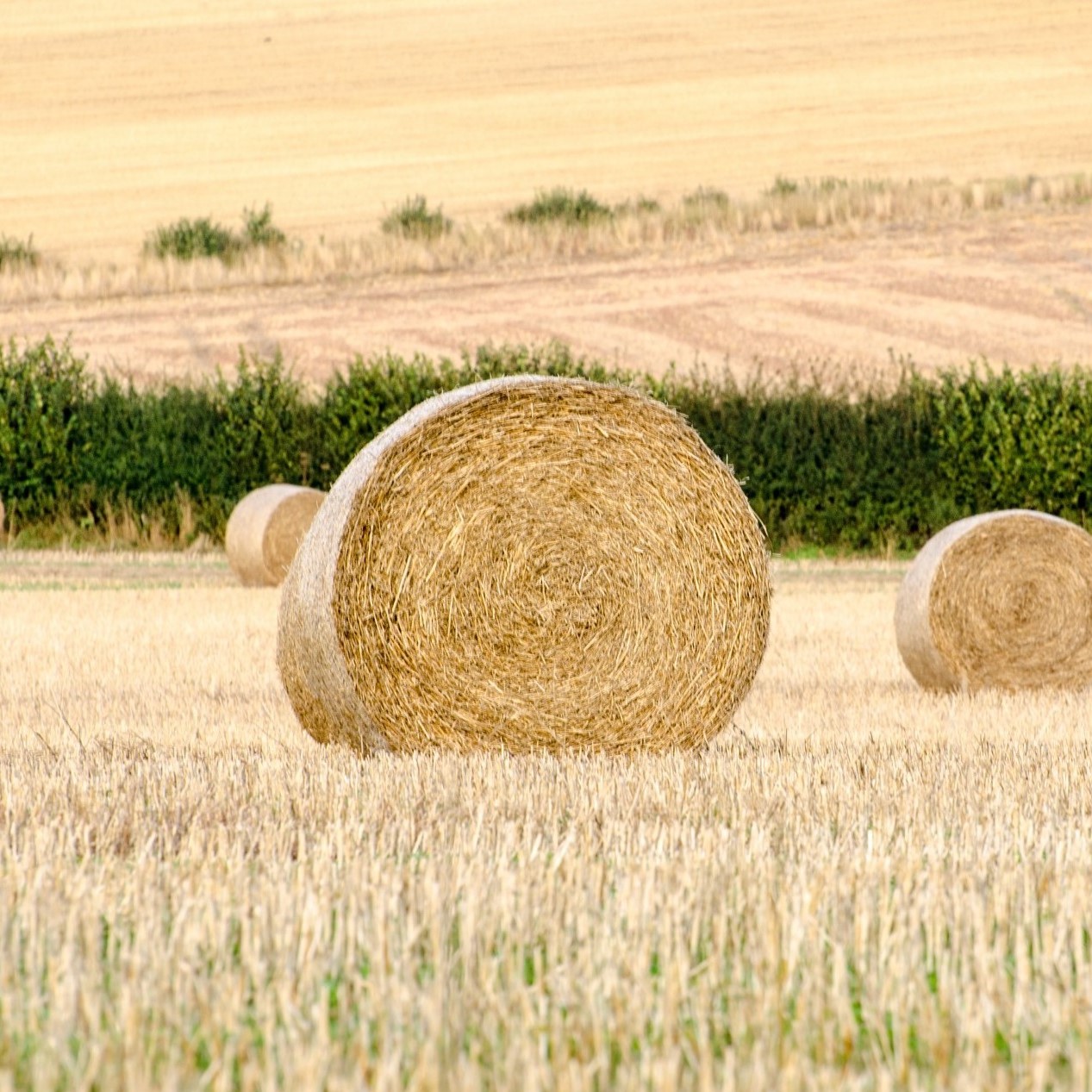 hay bales (2).jpg