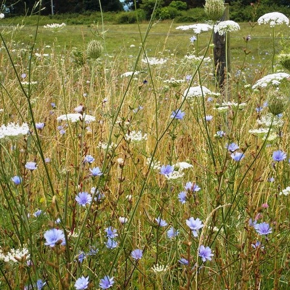 chicory and queen anne's lace (2).jpg