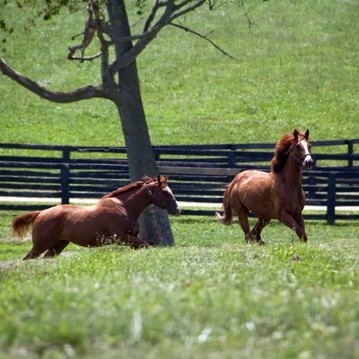 bluegrass horses (2).jpg