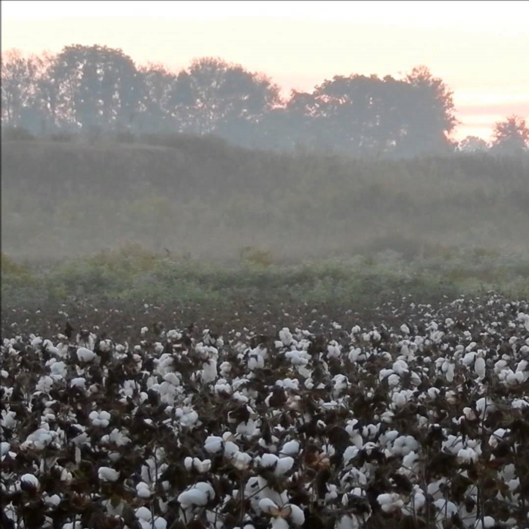 cotton field morning mist (2).jpg