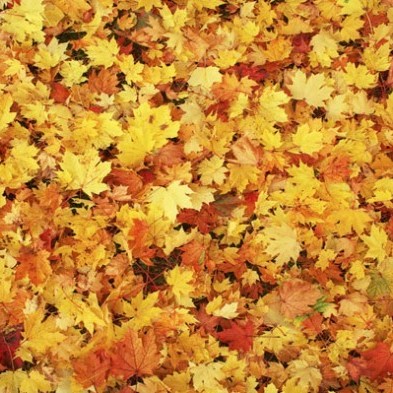 fall leaves. yellow (2).jpg