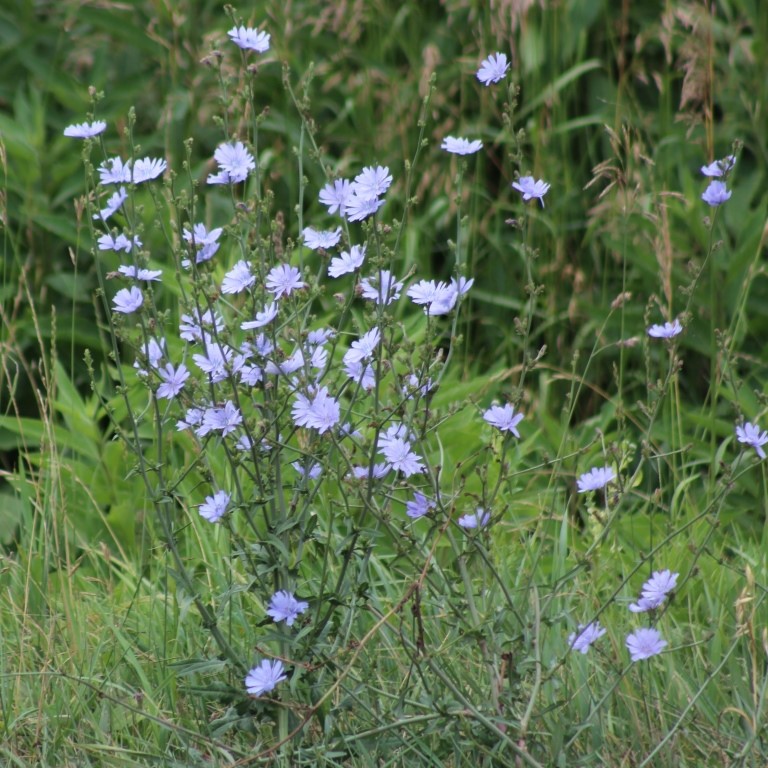 chicory up close.jpg